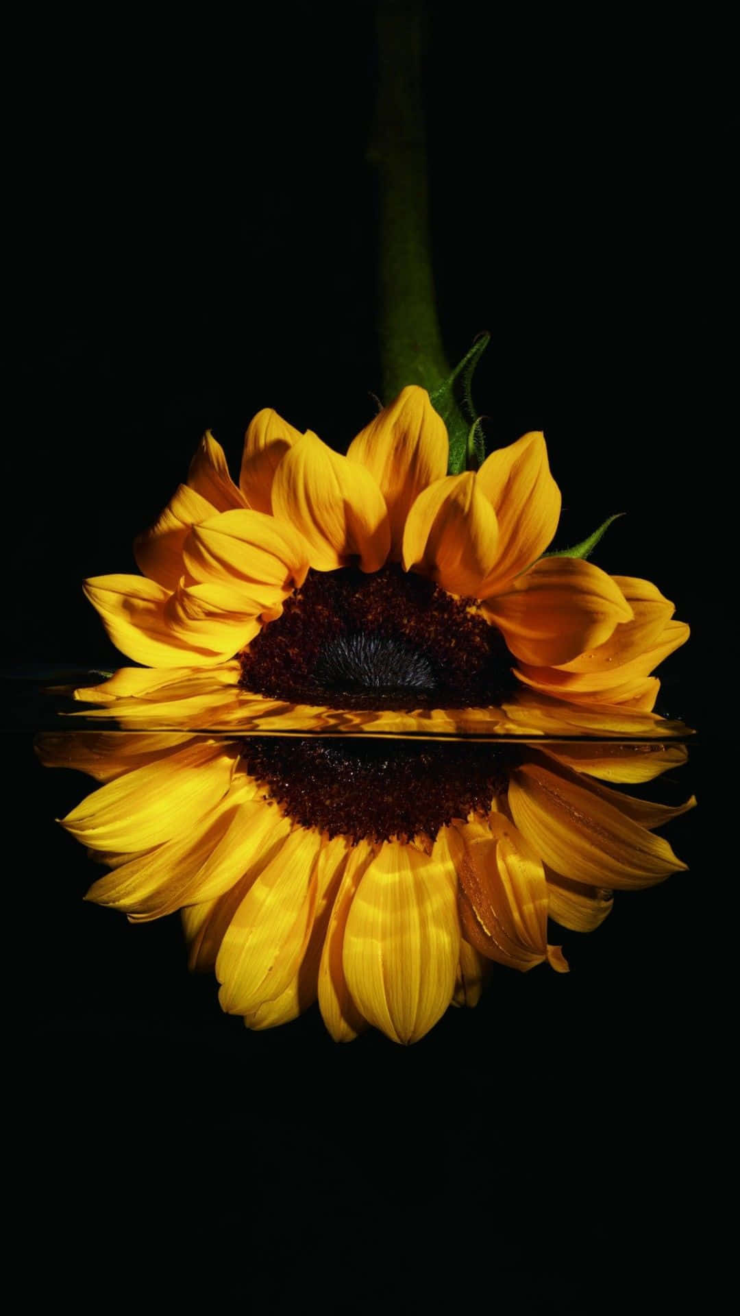 Black Sunflower, sunflower, water, Full HD Phone Wallpaper
