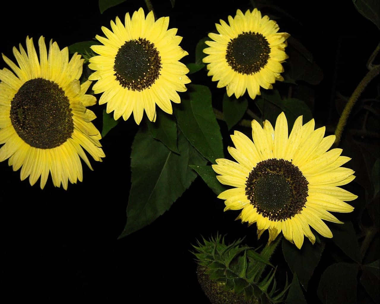 Black Sunflower, vibrant yellow sunflowers, dark centers, HD Desktop Wallpaper