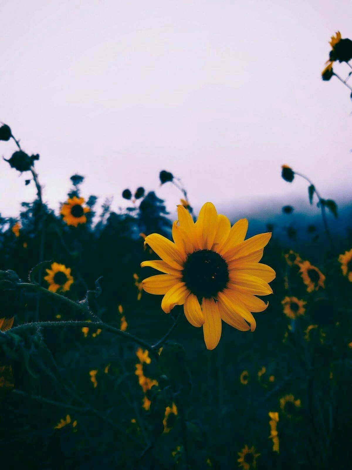 Black Sunflower, vibrant yellow sunflower, soft purple twilight sky, HD Phone Wallpaper
