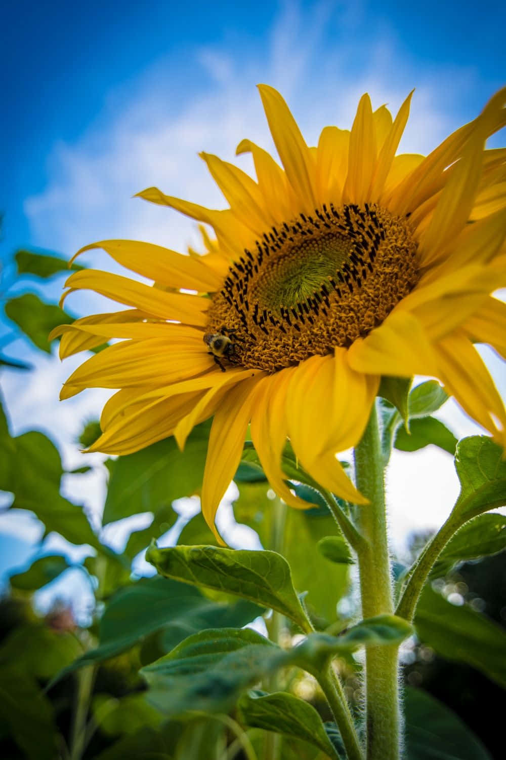 Black Sunflower, bee, center, HD Phone Wallpaper