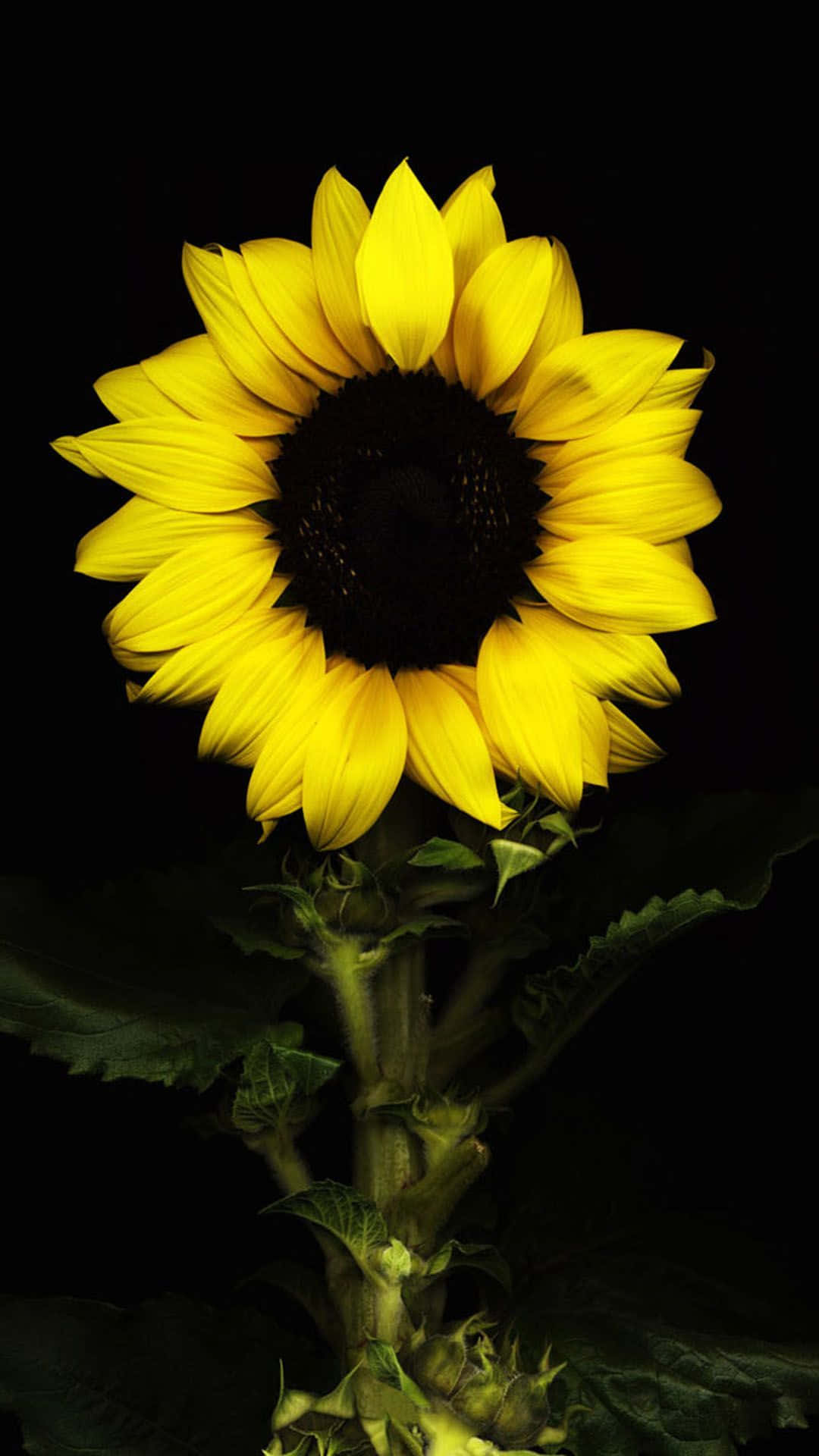 Black Sunflower, sunflower, bright yellow petals, Full HD Phone Wallpaper