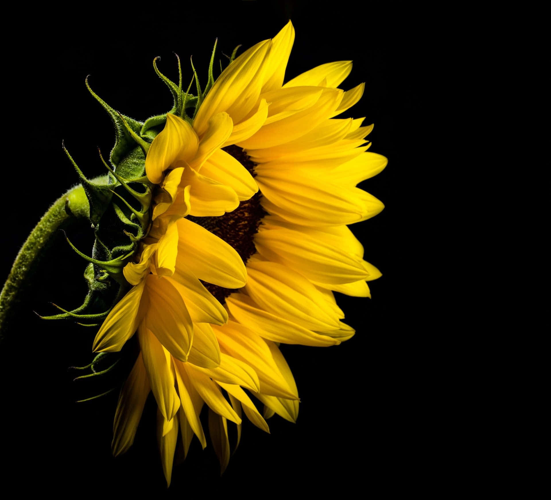 Black Sunflower, vibrant sunflower, lush yellow petals, Full HD Desktop Wallpaper