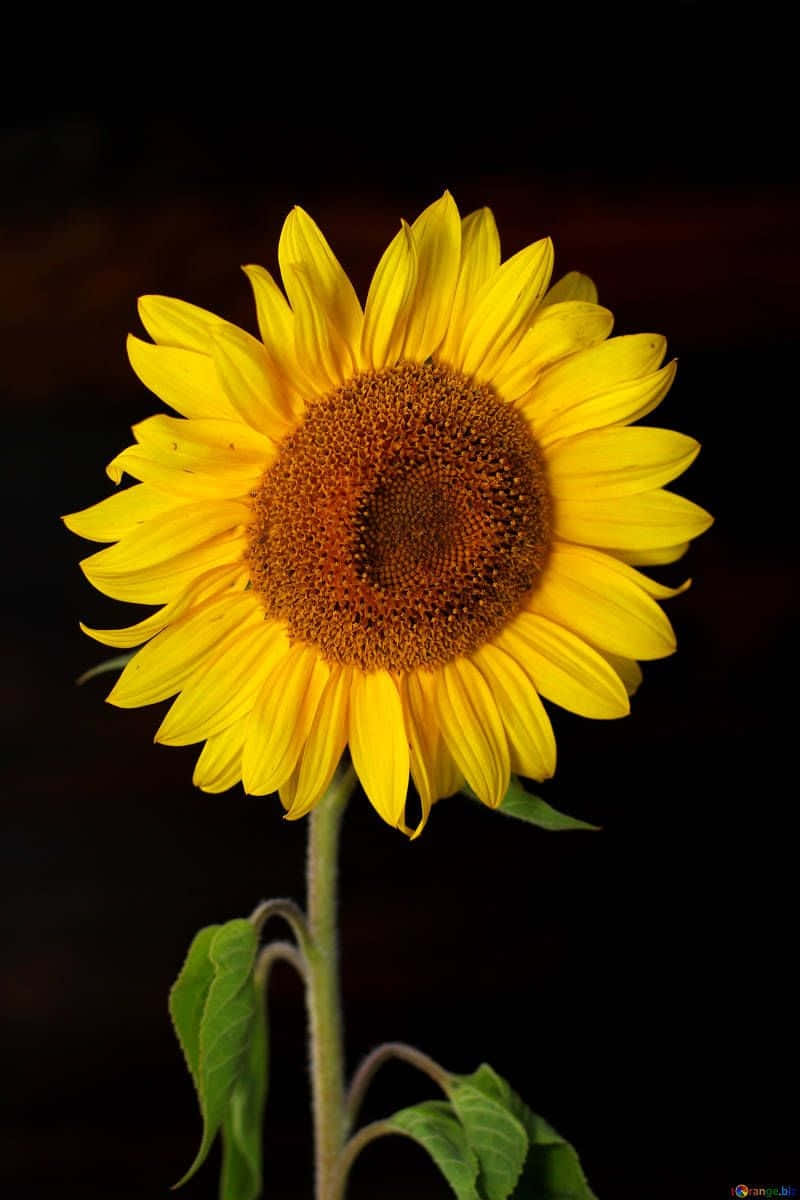 Black Sunflower, bright yellow petals, textured brown center, SD Phone Wallpaper