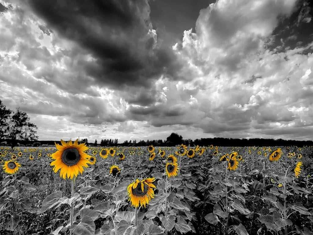 Black And White Background Sunflower, vibrant yellow sunflowers, monochrome field, SD Desktop Wallpaper
