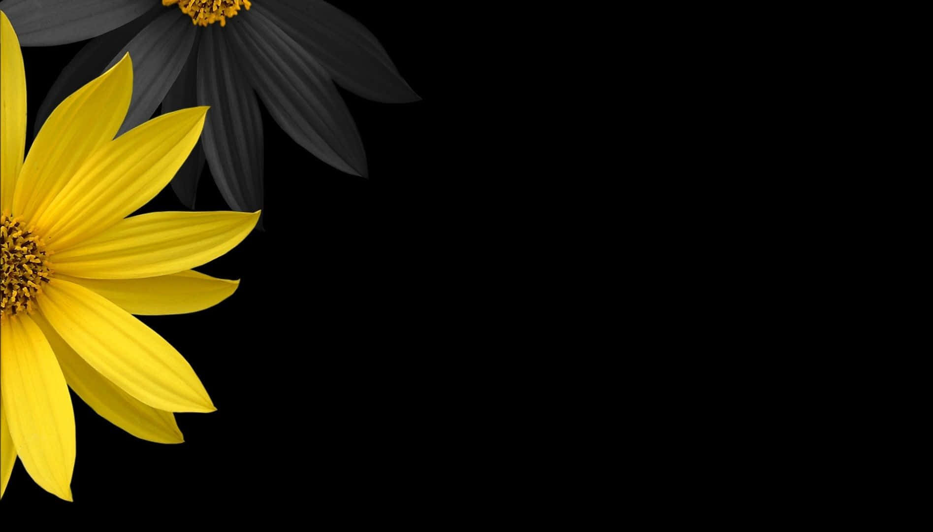 Black Sunflower, vibrant yellow flower, black petals, HD Desktop Wallpaper