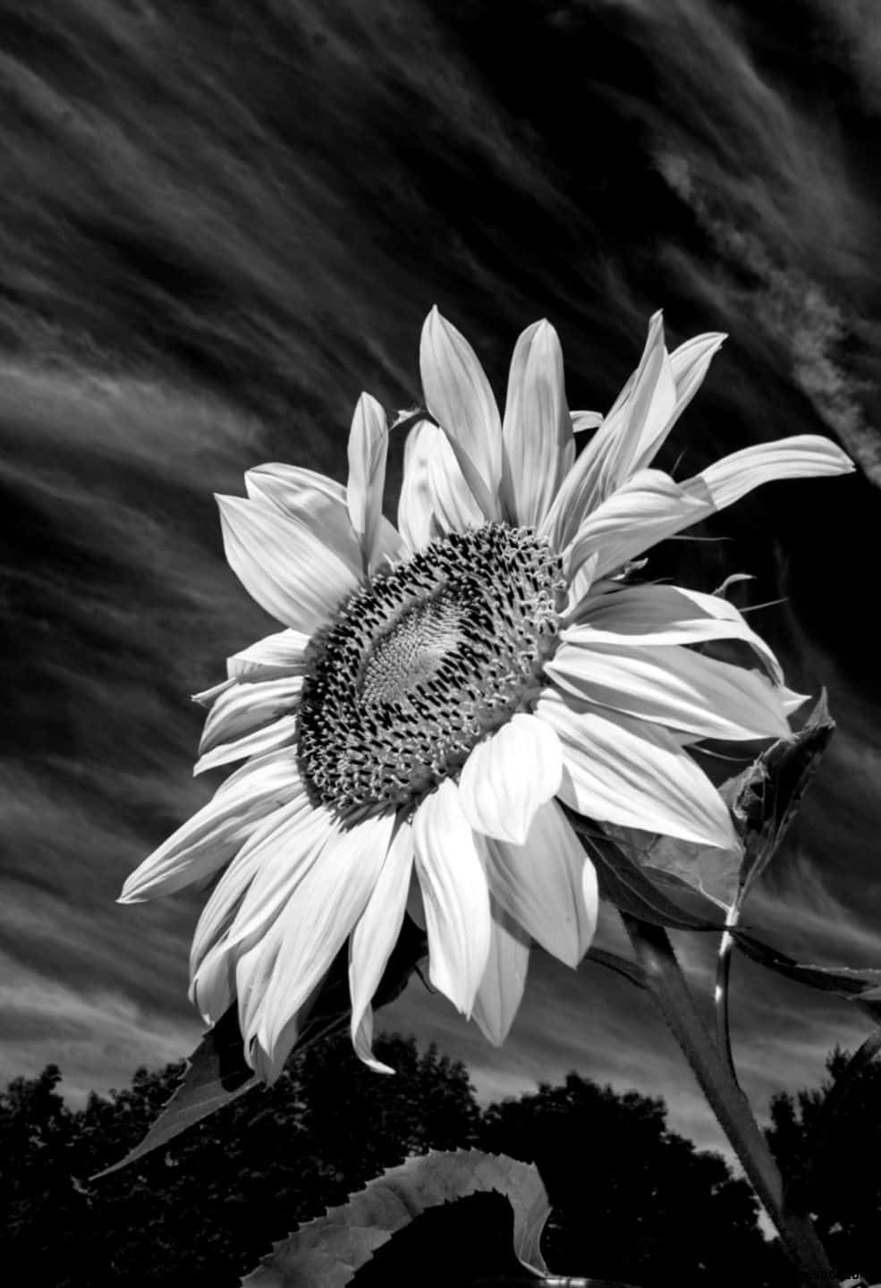 Black Sunflower, sunflower, black and white, HD Phone Wallpaper
