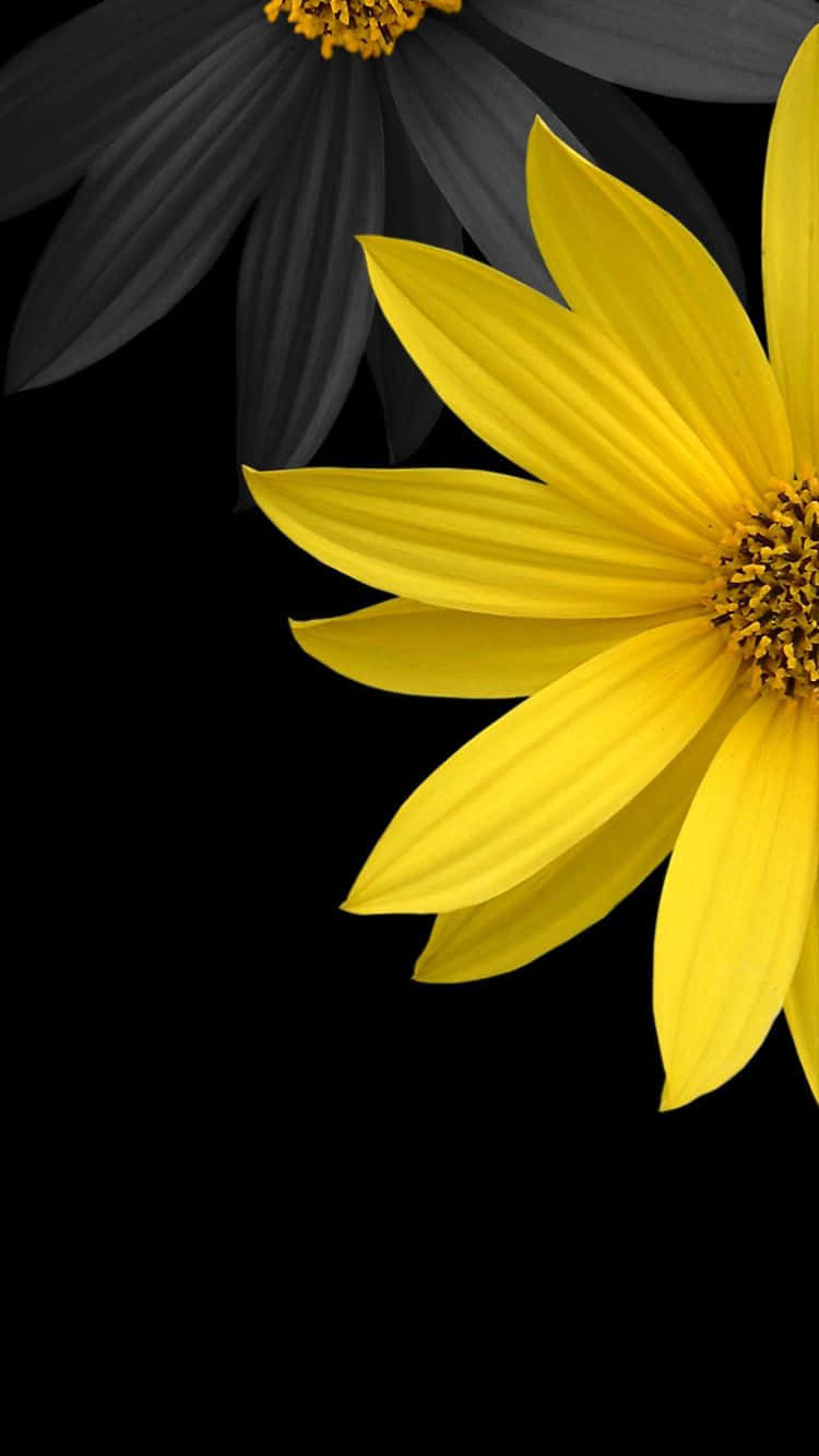 Black Sunflower, vibrant yellow flower, stark black background, HD Phone Wallpaper