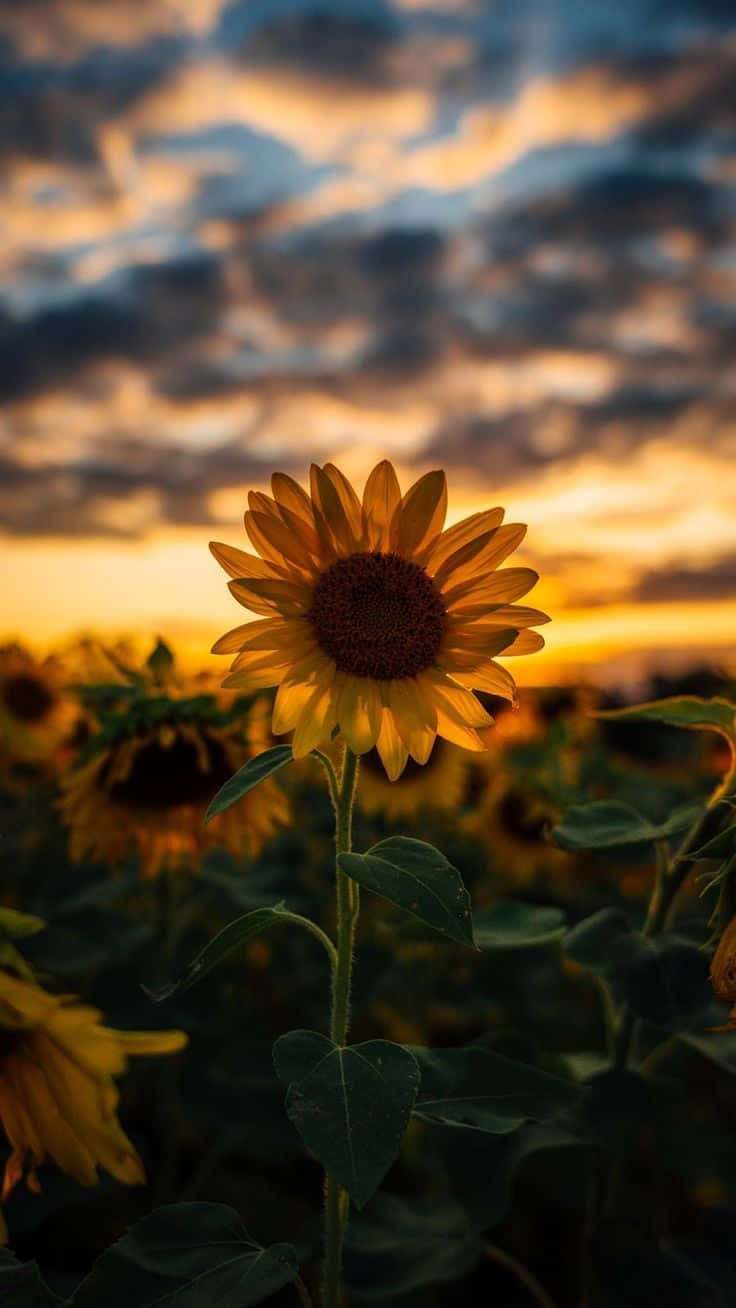 Black Sunflower, sunflower, field, HD Phone Wallpaper