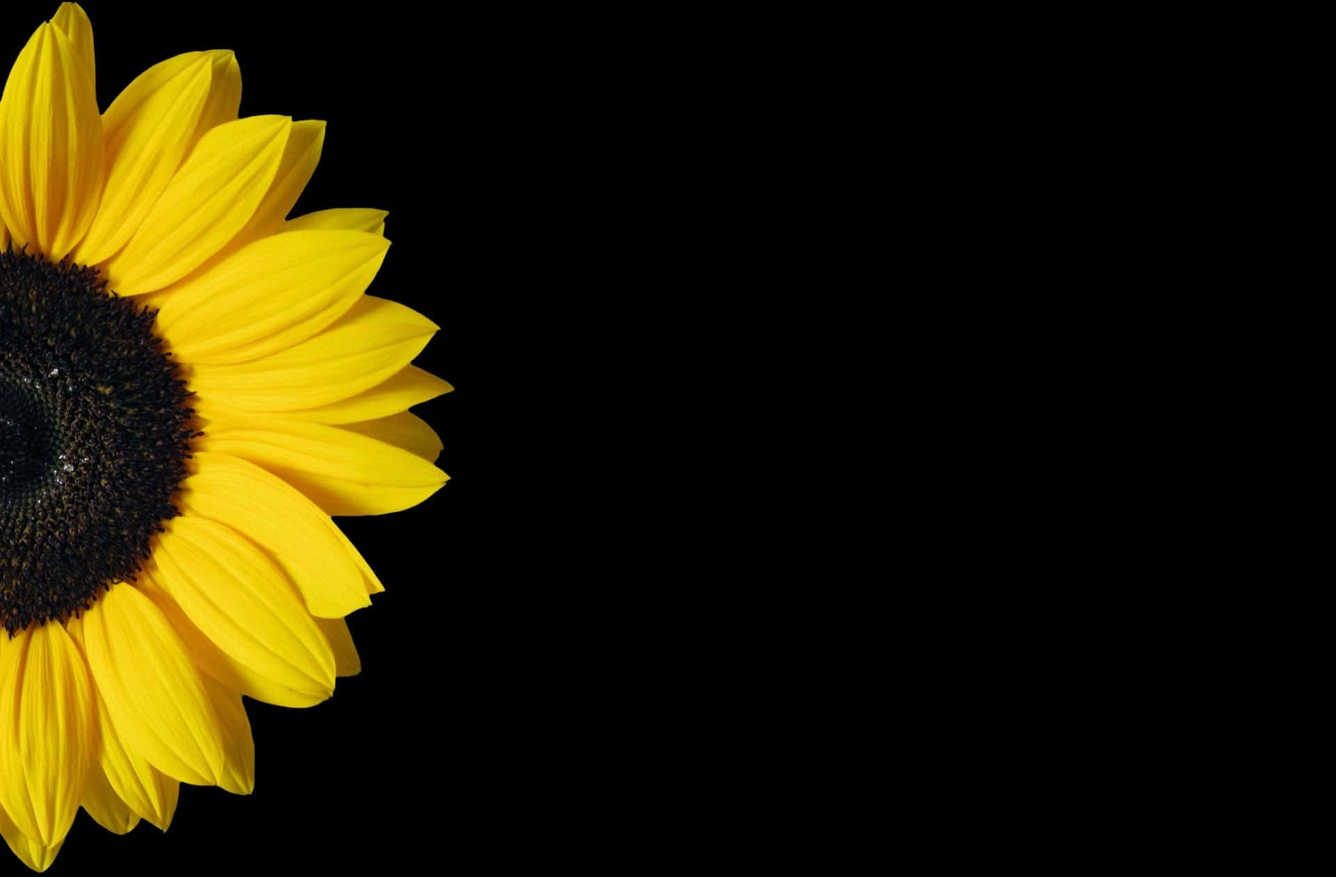 black sunflower, vibrant, bright yellow petals, Full HD Desktop Wallpaper