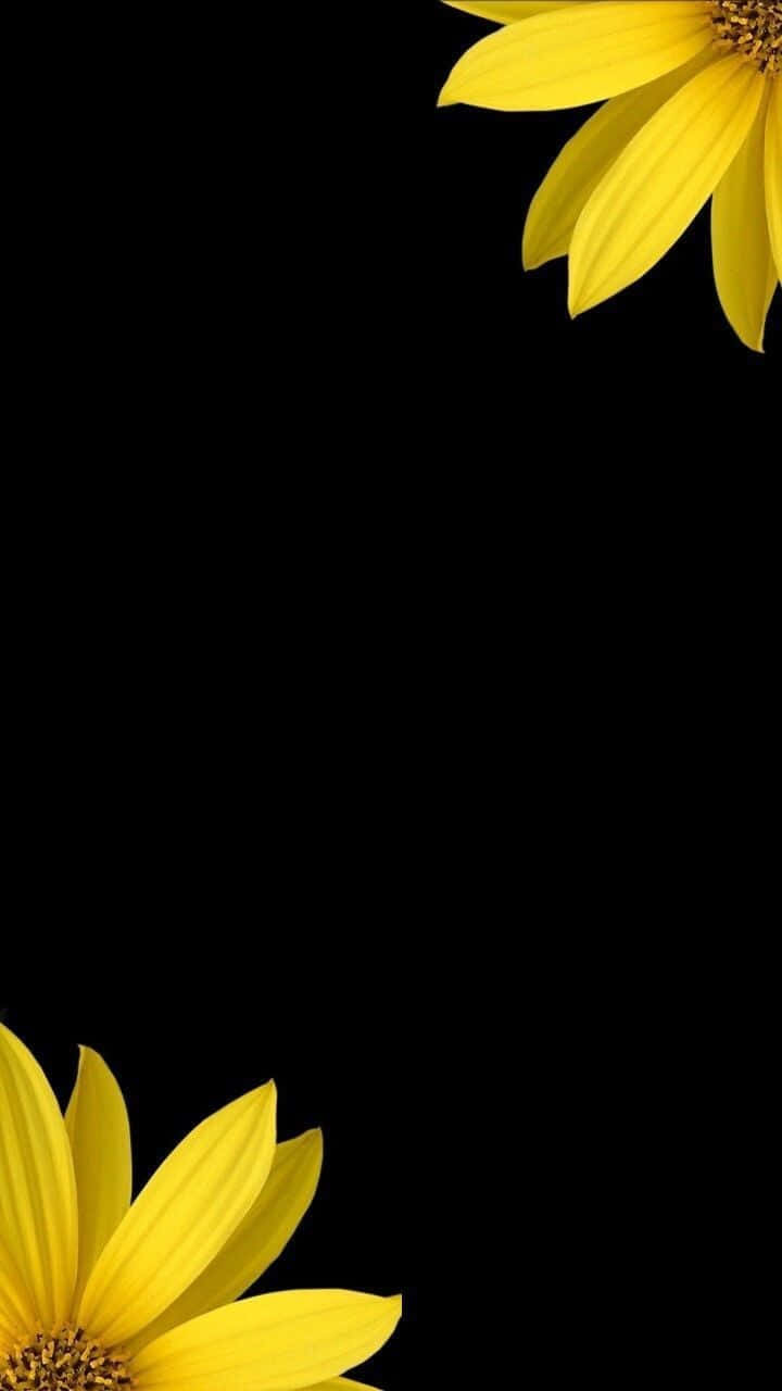 black sunflower, vibrant yellow daisies, stark black background, HD Phone Wallpaper