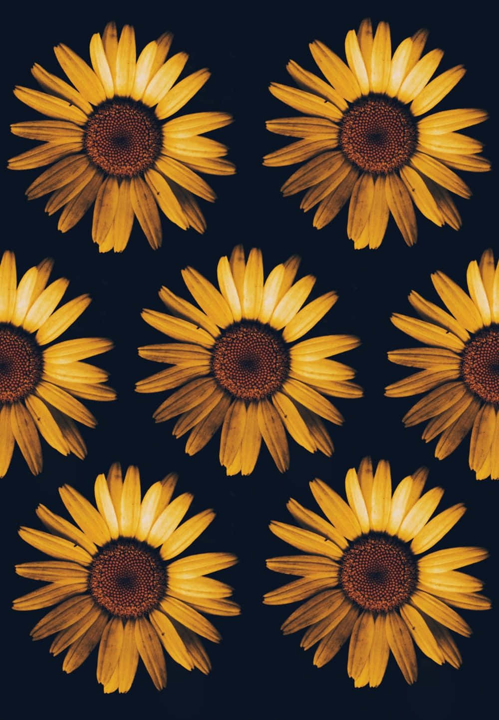 Black Sunflower, sunflowers, deep navy background, HD Phone Wallpaper