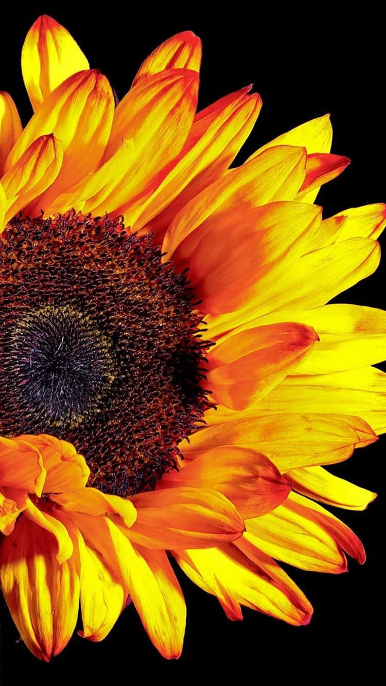 Black Sunflower, fiery yellow, orange petals, HD Phone Wallpaper