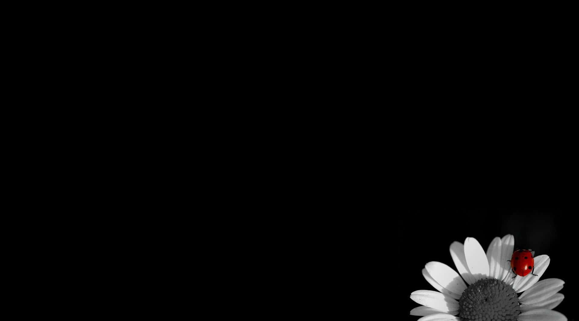 Black Sunflower, ladybug, red ladybug, Full HD Desktop Wallpaper