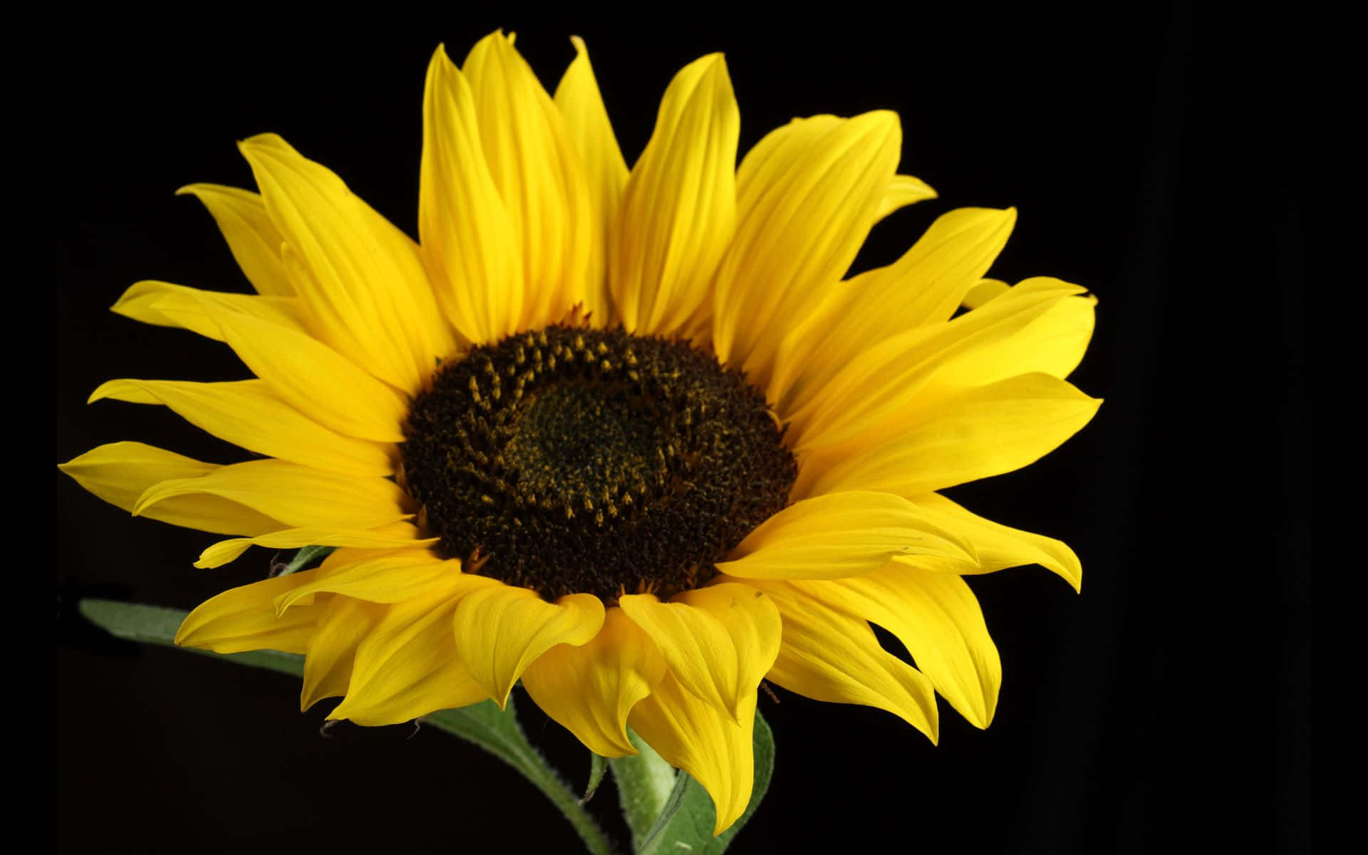 Black Sunflower, bright yellow petals, dark center, Full HD Desktop Wallpaper