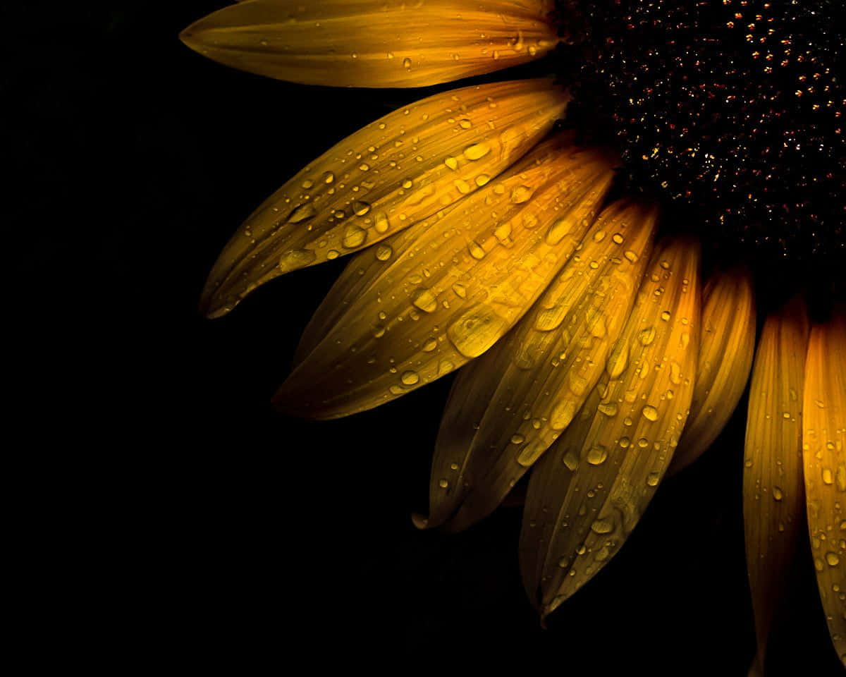 Black Sunflower, sunflower, golden petals, SD Desktop Wallpaper