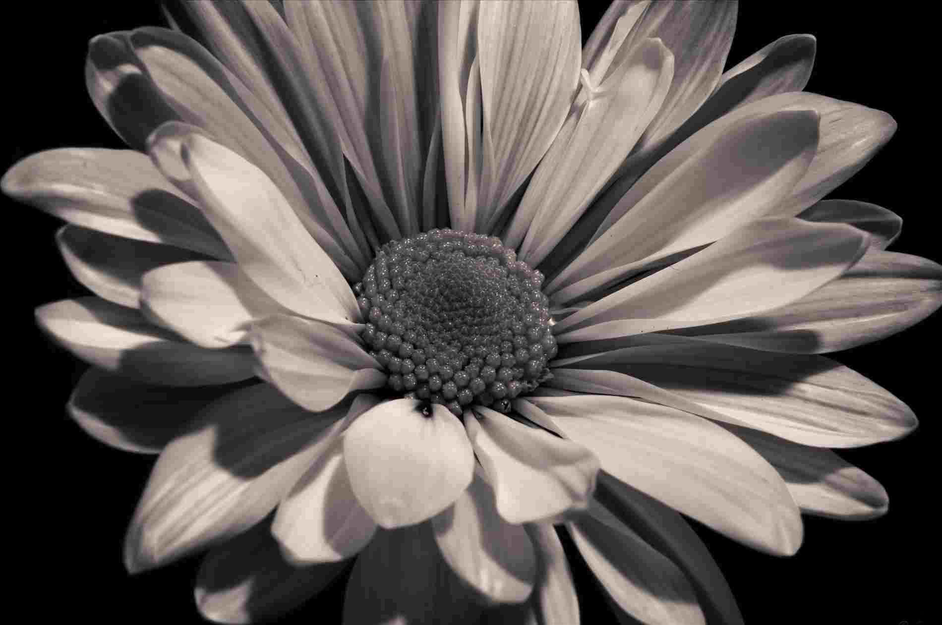 Black Sunflower, daisy, textured center, HD Desktop Wallpaper