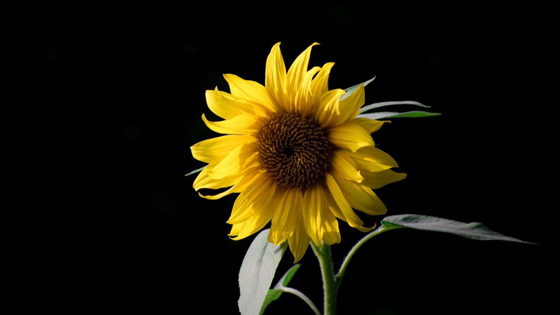 Black Sunflower, vibrant sunflower, bright yellow petals, Full HD Desktop Wallpaper