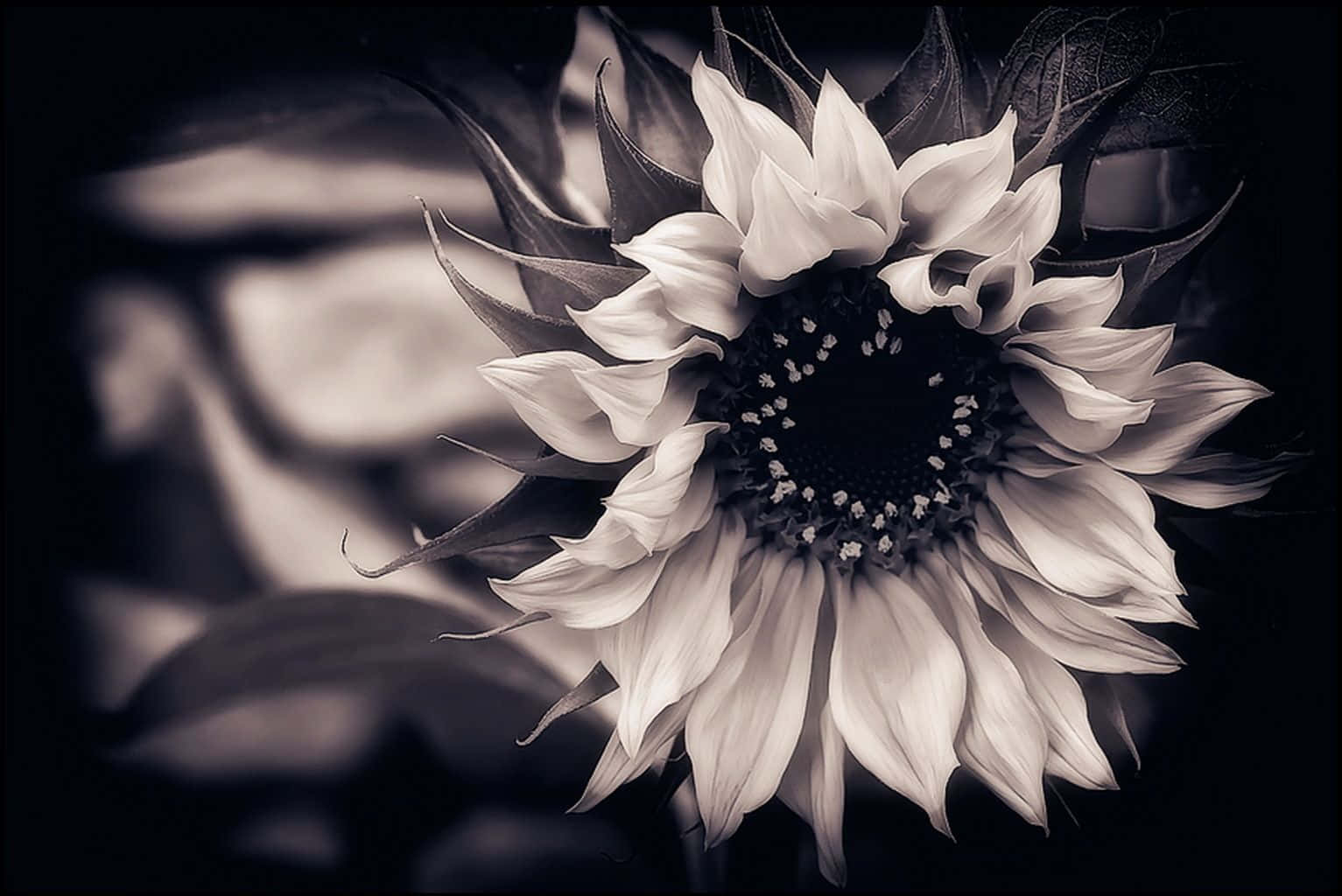 Black Sunflower, monochrome sunflower, delicate petals, HD Desktop Wallpaper