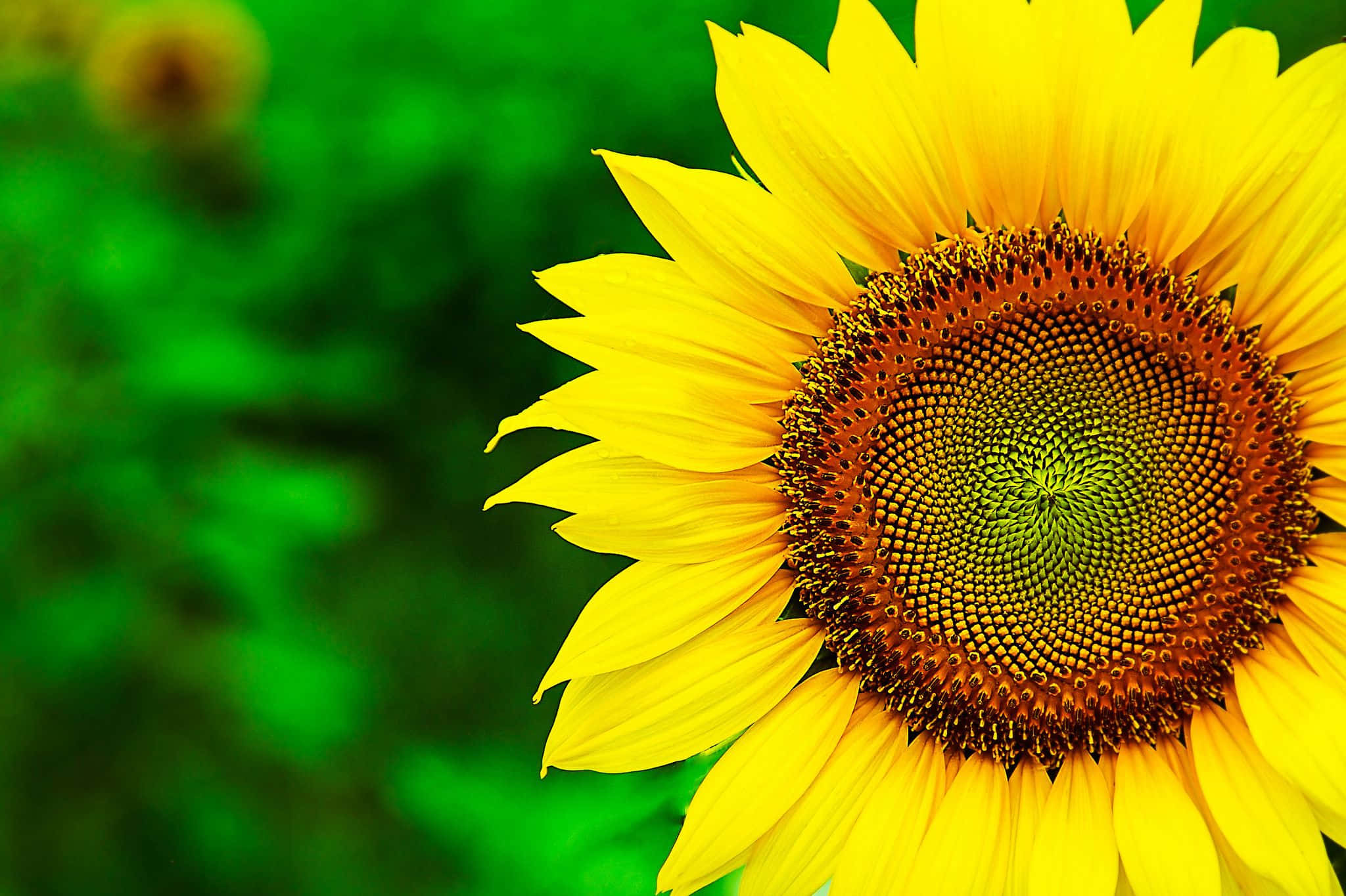 Black Sunflower, sunflower, bright yellow petals, Full HD Desktop Wallpaper