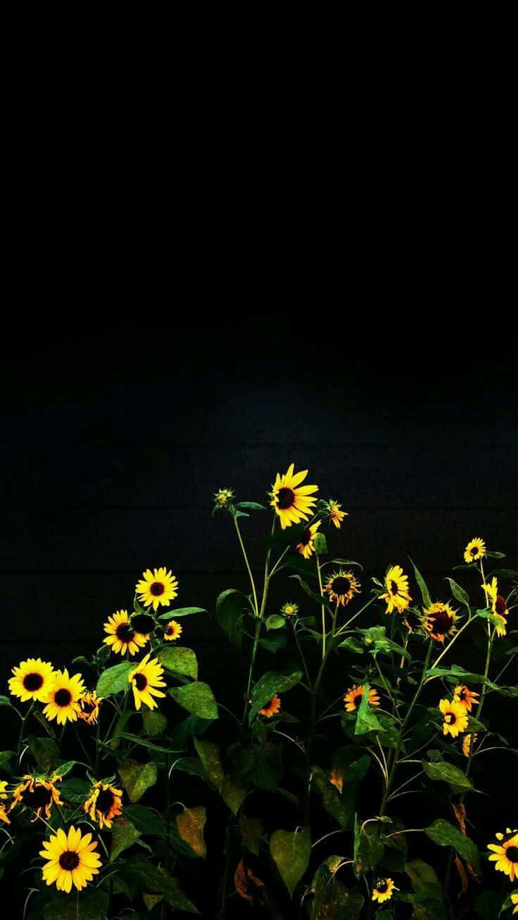 Black Sunflower, blue sky, vibrant sunflowers, HD Phone Wallpaper