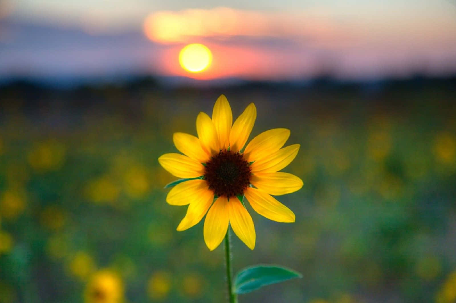Black Sunflower, sunflower, sunset sky, HD Desktop Wallpaper