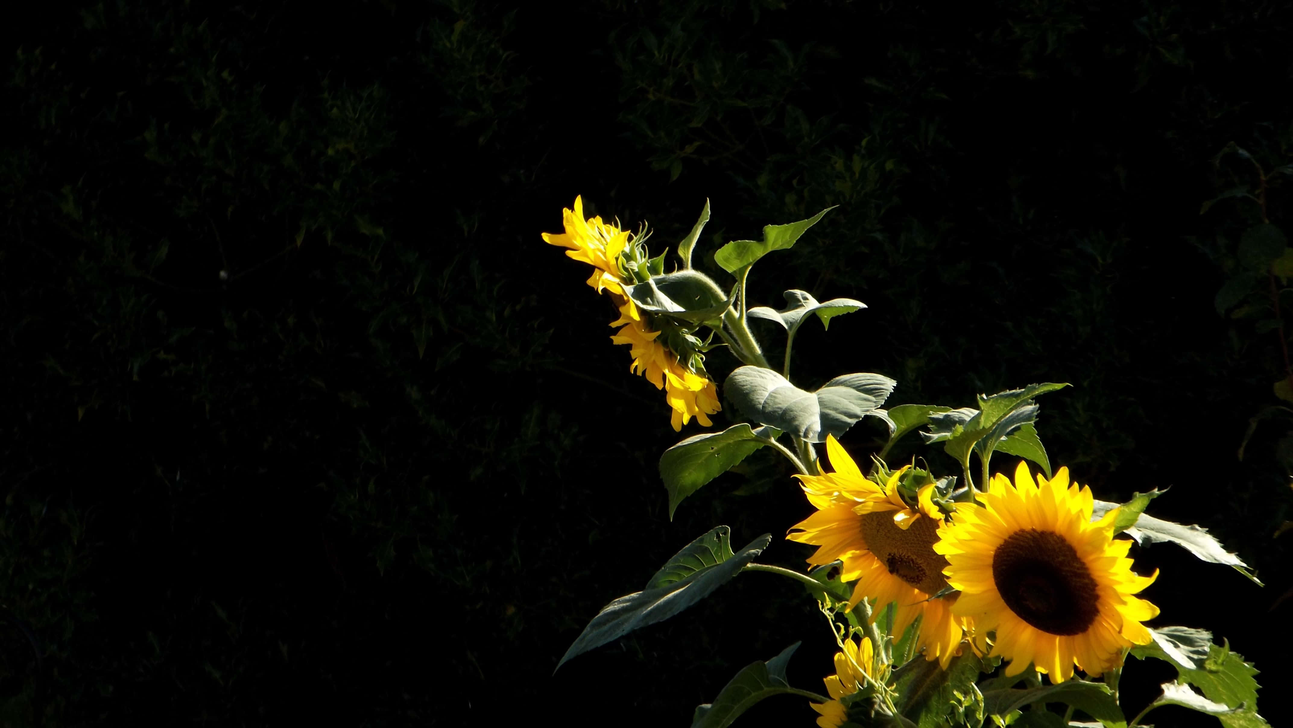 black sunflower, sunlight, petals, 4K Desktop Wallpaper