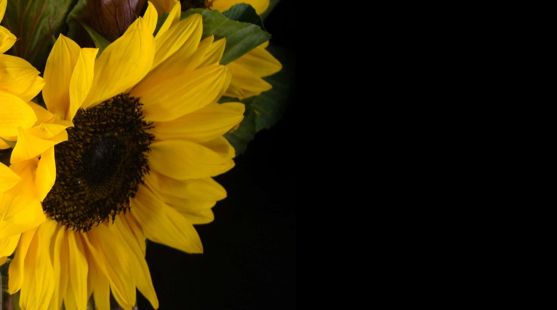 Black Sunflower, teeny florets, bright yellow petals, Full HD Desktop Wallpaper