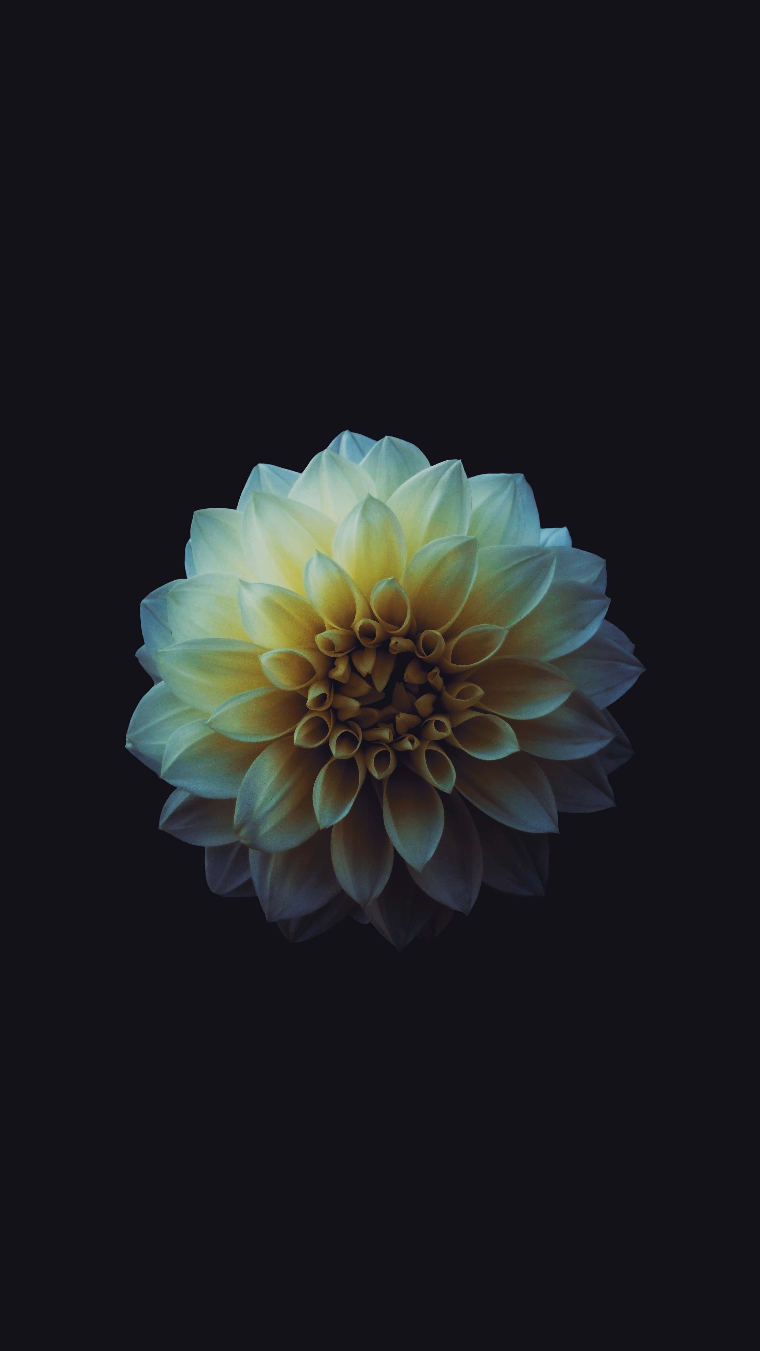 Elegant Dahliaon, pale yellow dahlia, layered petals, 5K Phone Wallpaper