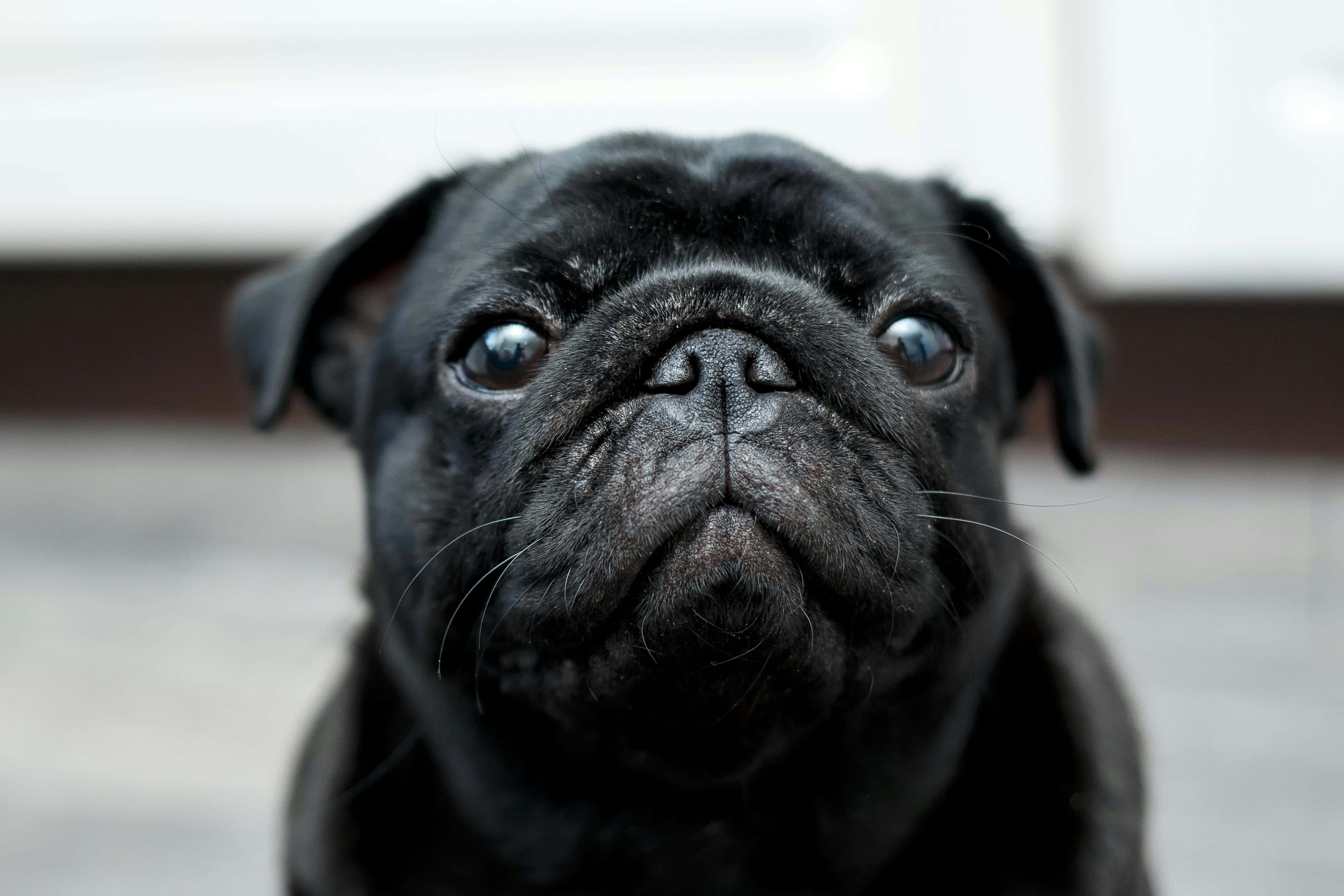 black pug dog, pug puppy, large expressive eyes, 4K Desktop Wallpaper