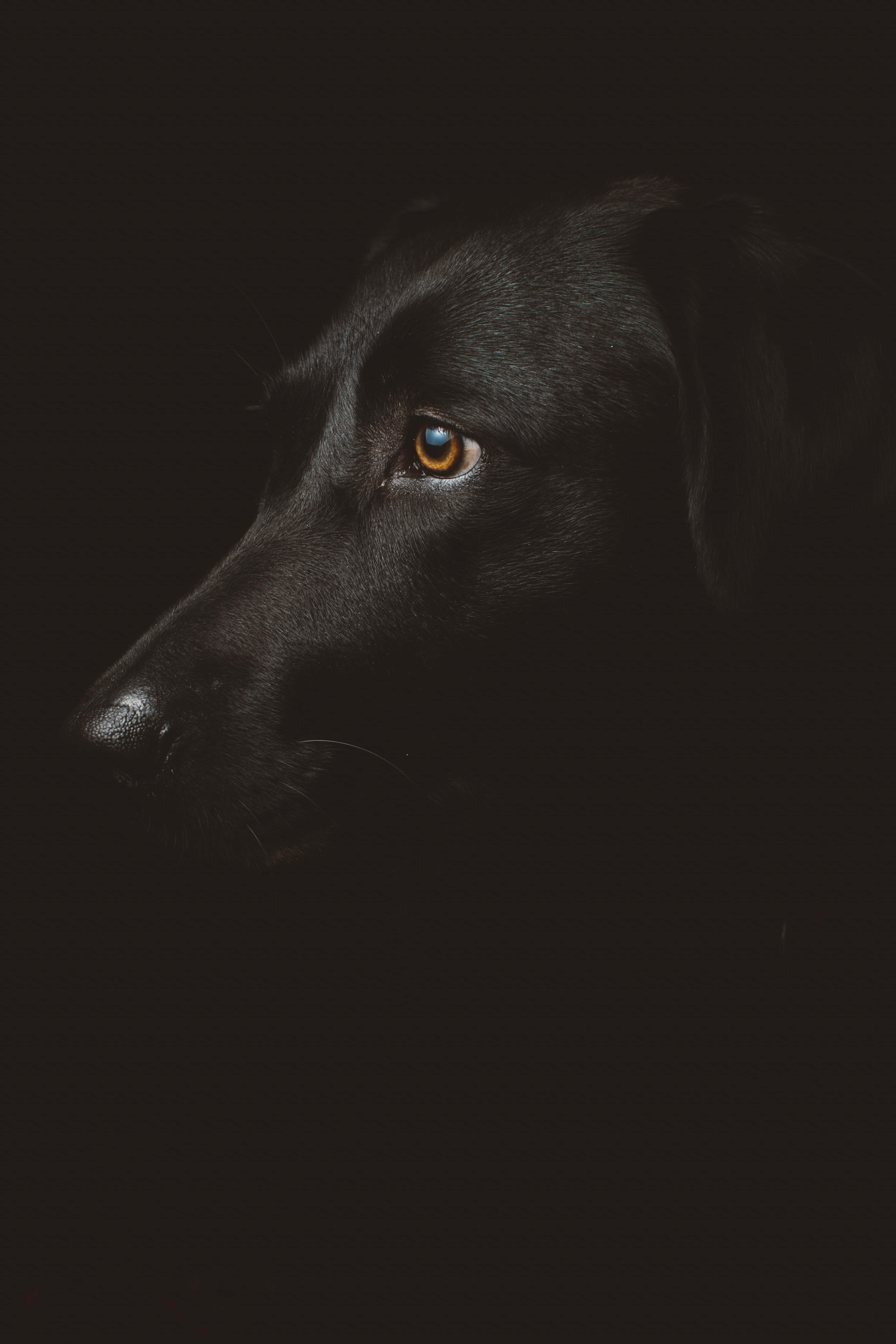 black labrador, amber eyes, deep black background, 5K Phone Wallpaper