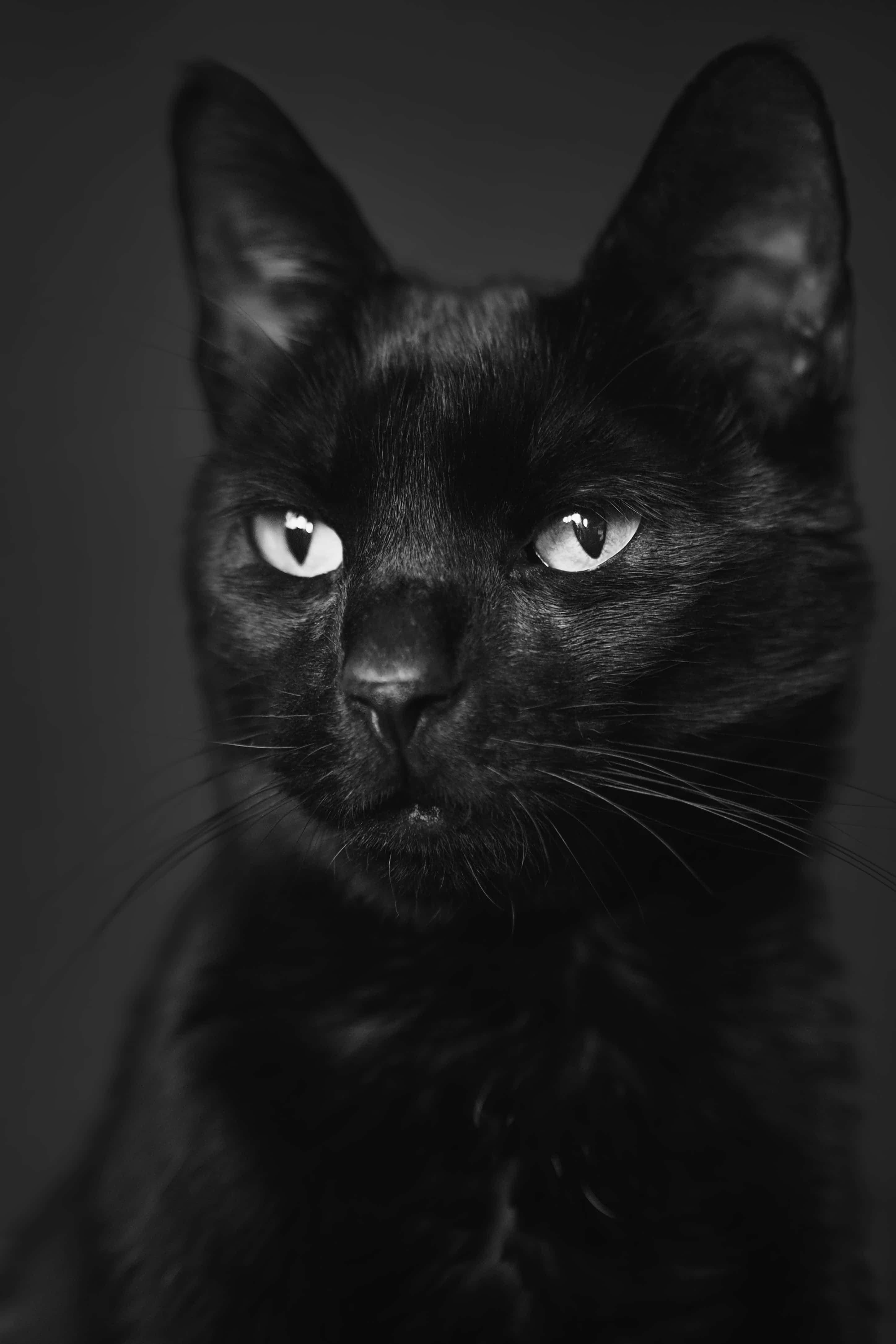 black cat, glowing eyes, close-up, 4K Phone Wallpaper