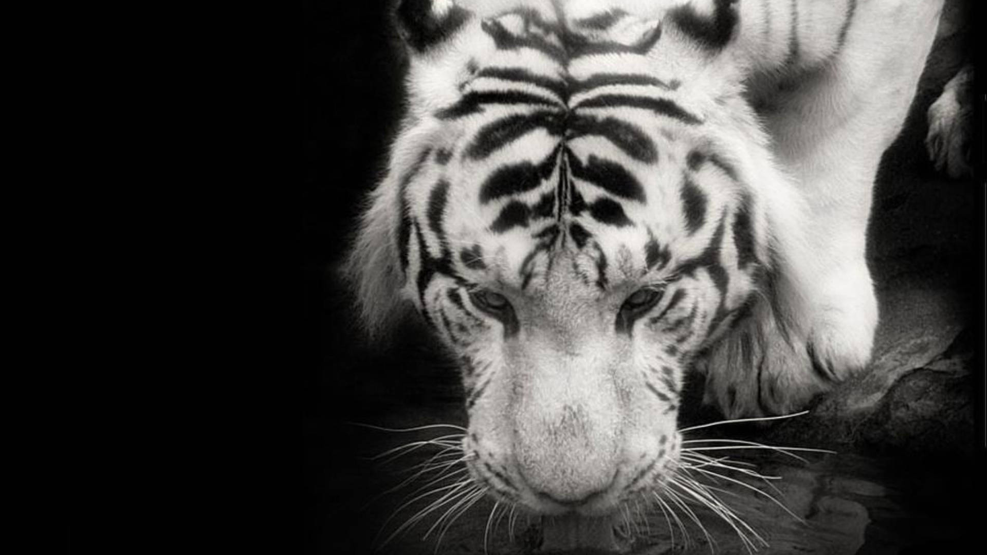 Black Tiger, white tiger, black stripes, Full HD Desktop Wallpaper