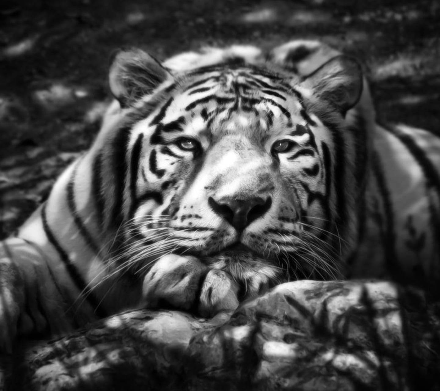 Black Tiger, monochrome forest, striped fur, HD Desktop Wallpaper
