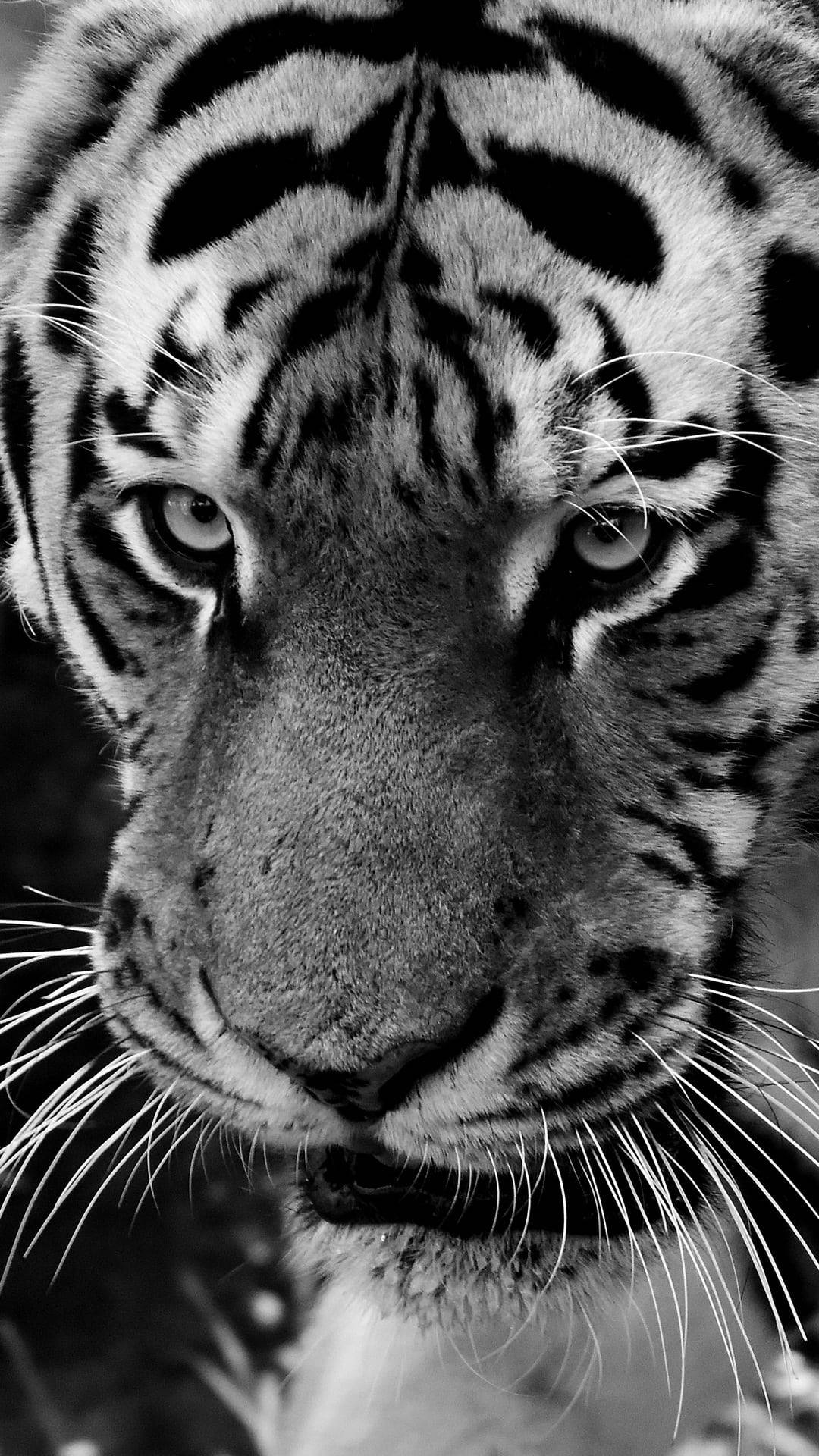 Black Tiger, albino tiger, black and white, Full HD Phone Wallpaper