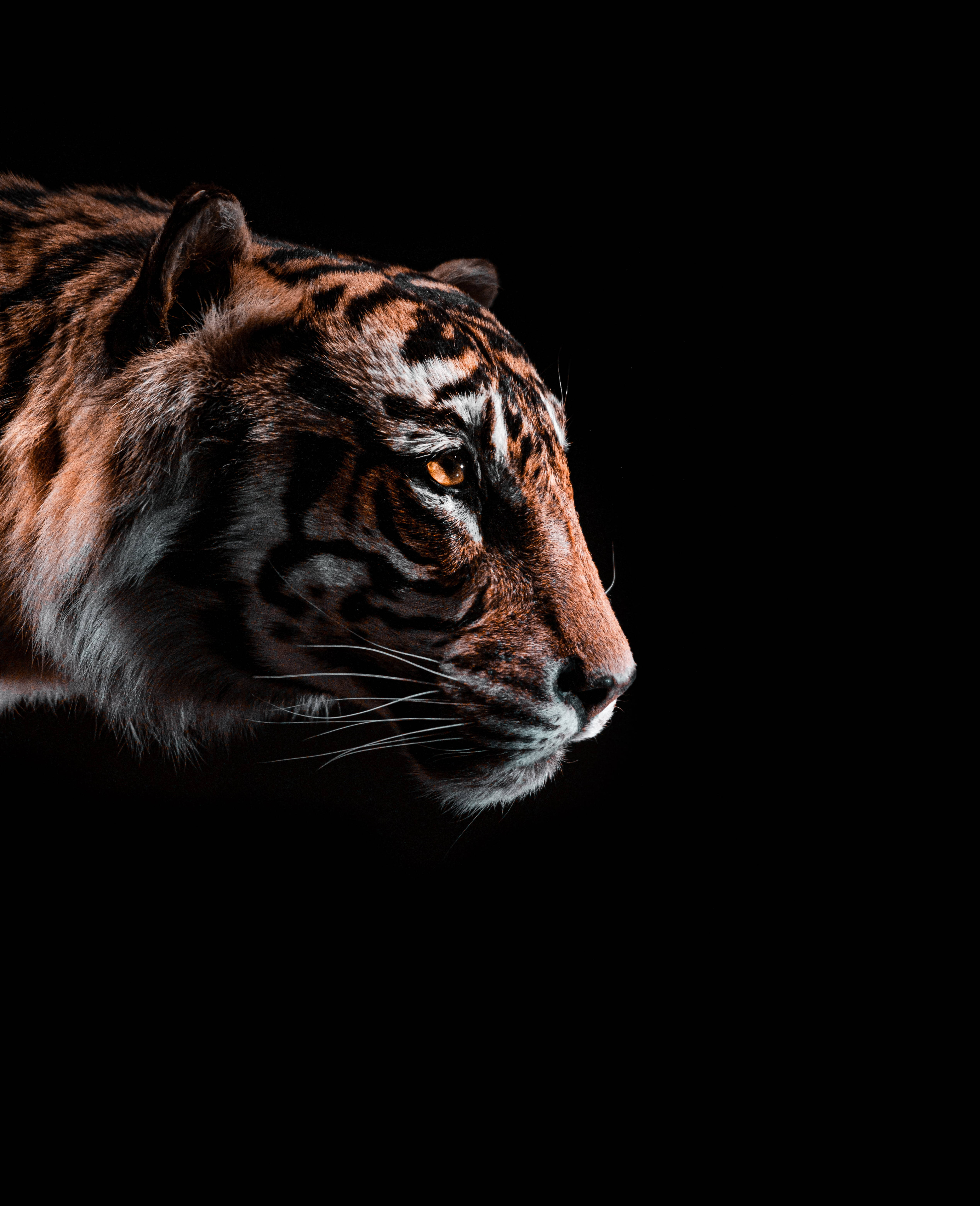 Black Tiger, amber eyes, pure black background, 5K Phone Wallpaper