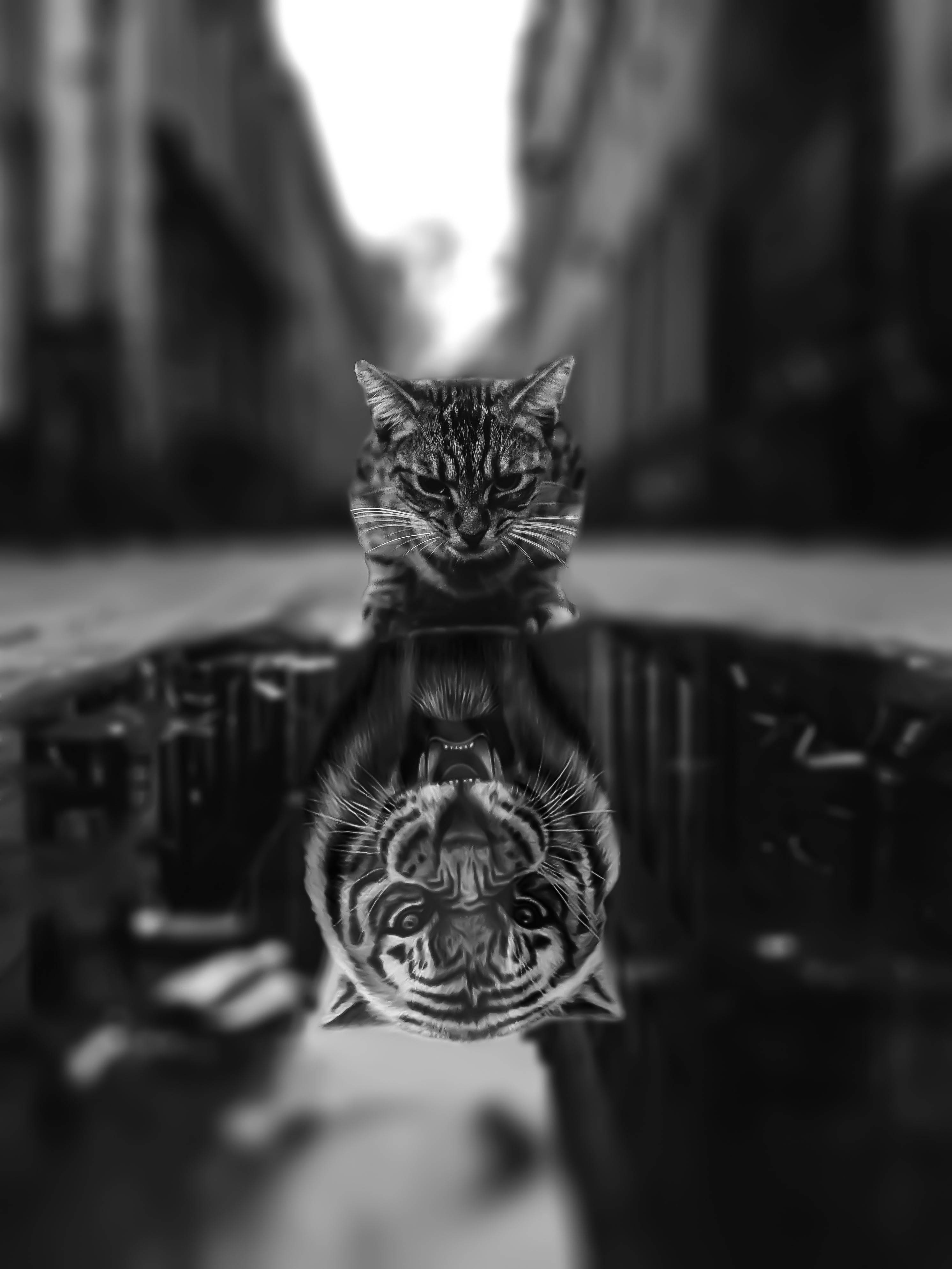 Black Tiger, tabby cat, puddle, 4K Phone Wallpaper
