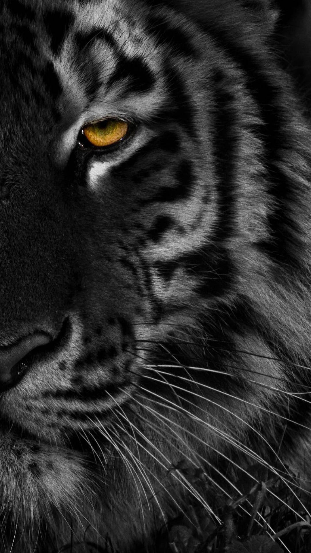 Black Tiger, white tiger, golden eye, Full HD Phone Wallpaper