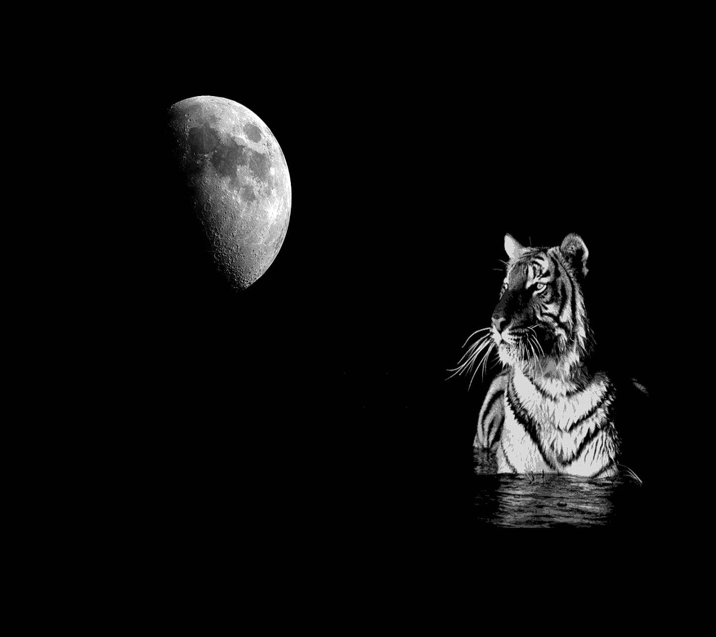 Black Tiger, crescent moon, pitch-black sky, HD Desktop Wallpaper