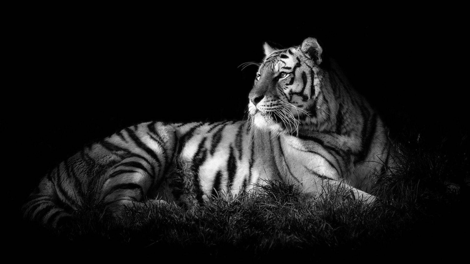 Black Tiger, striped form, shadowed grass, Full HD Desktop Wallpaper