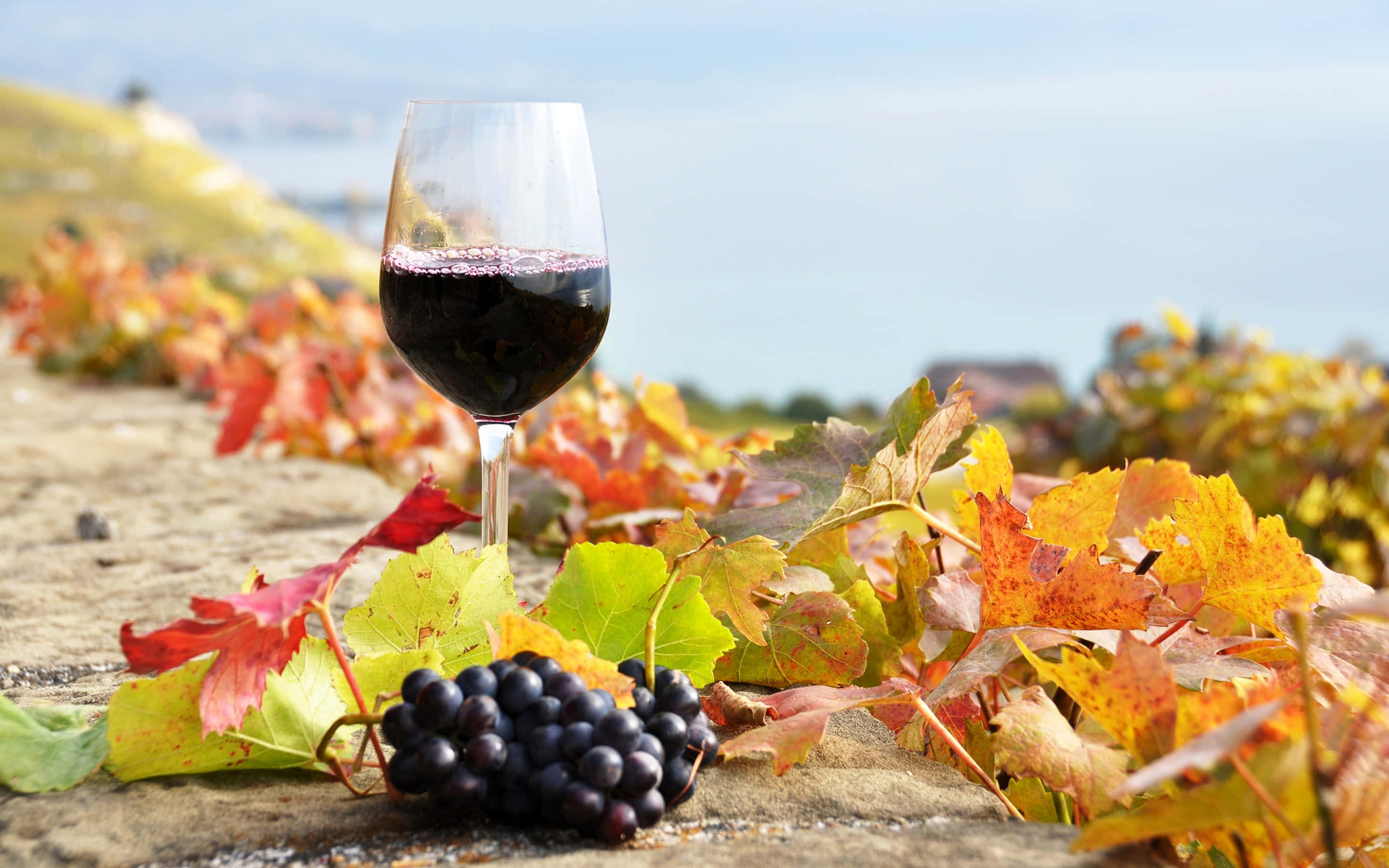 Black Wine, red wine, dark grapes, 2K Desktop Wallpaper