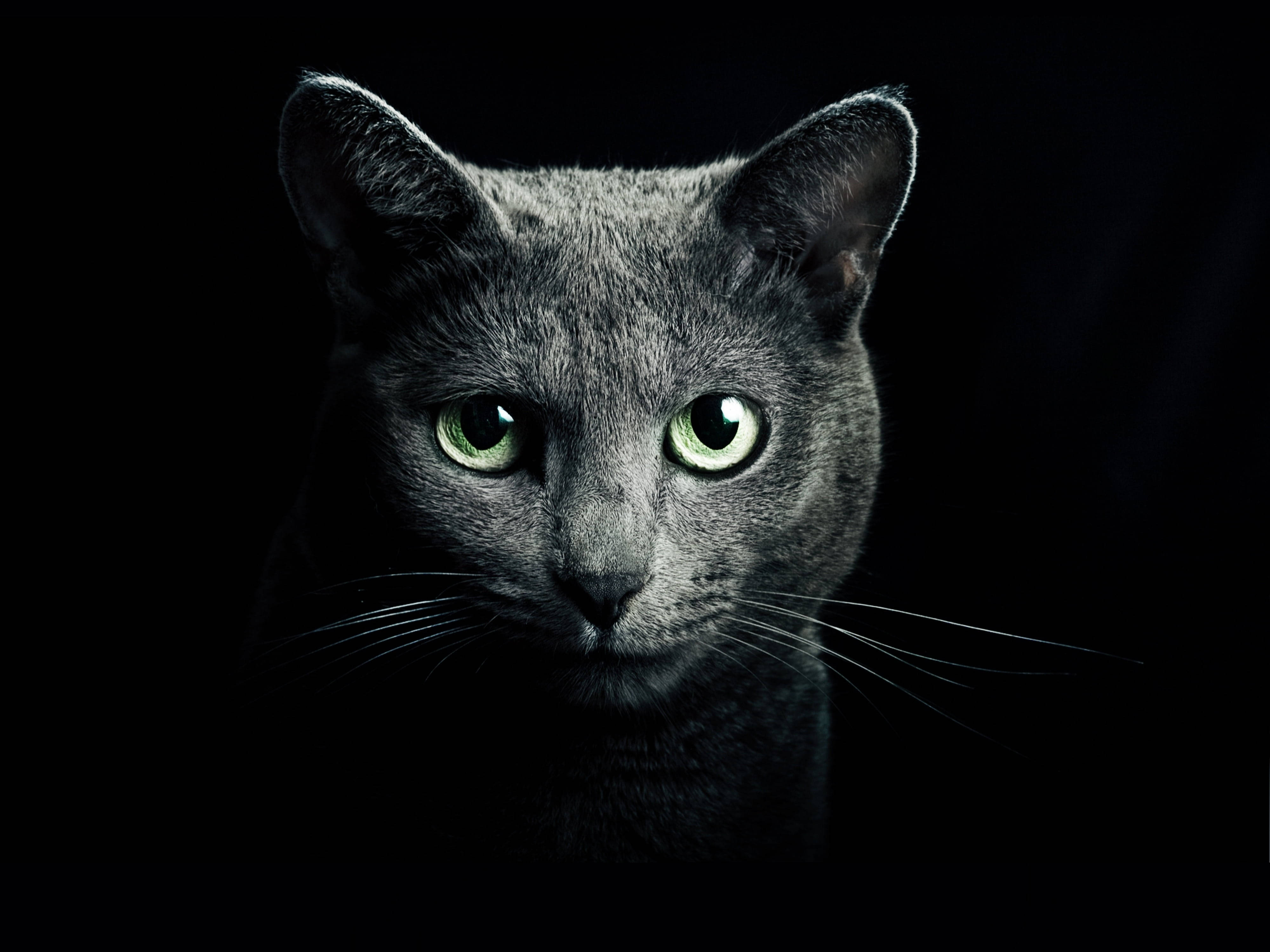 Russian Blue cat, glowing green eyes, pure black background, 4K Desktop Wallpaper