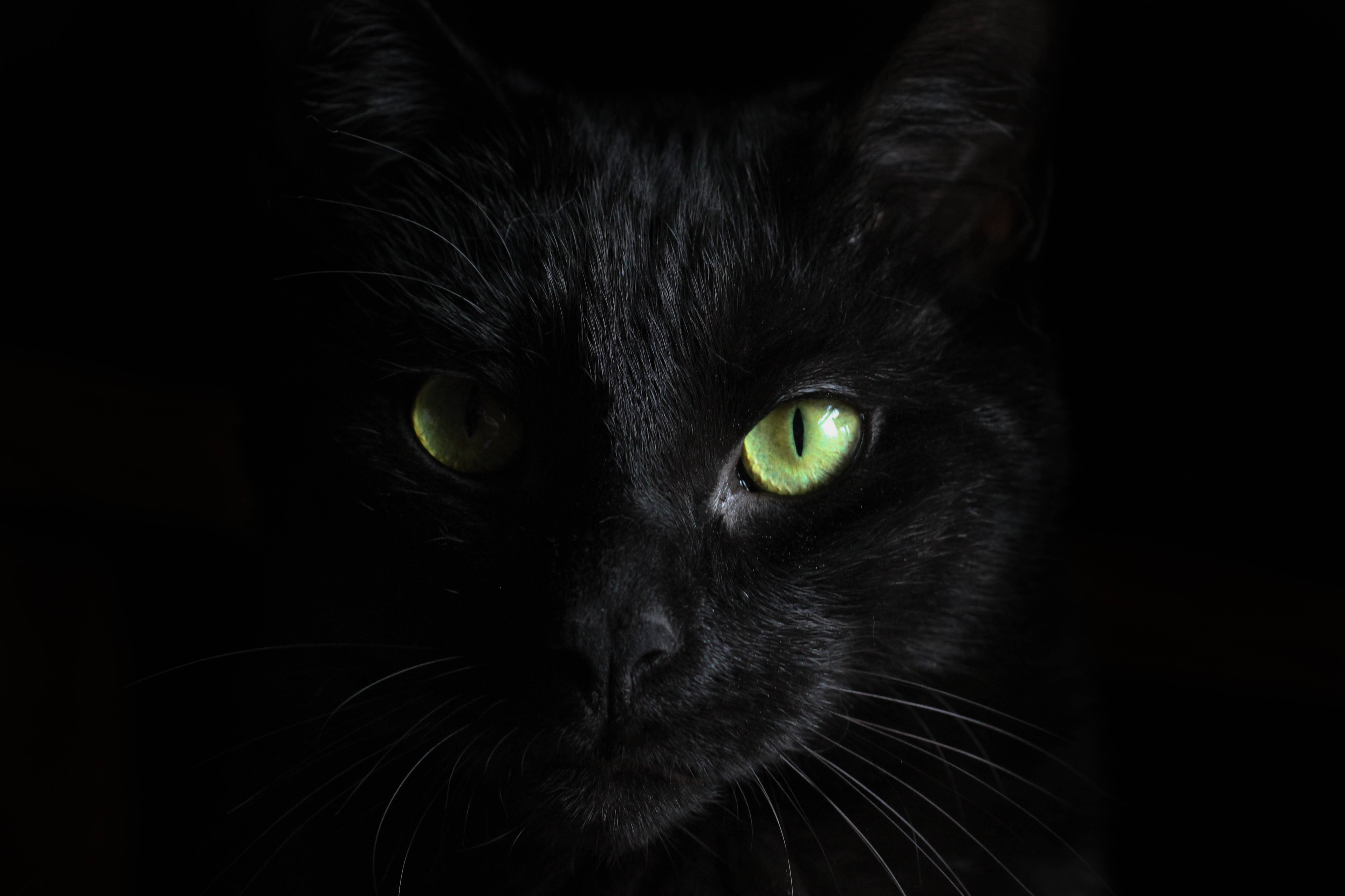 black cat, piercing green eyes, glows in darkness, 5K Desktop Wallpaper