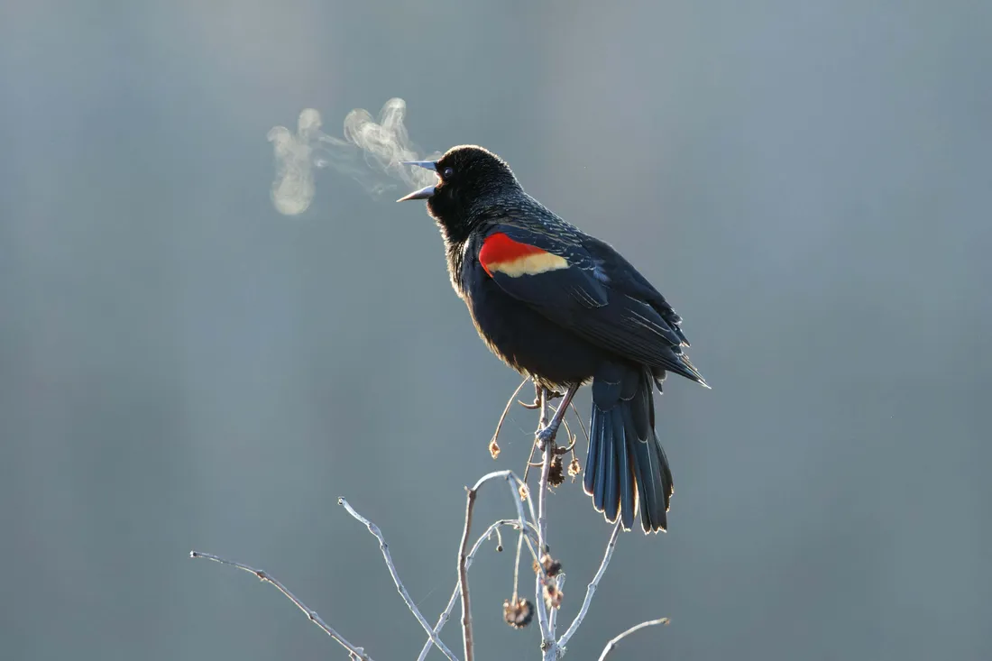 Blackbird