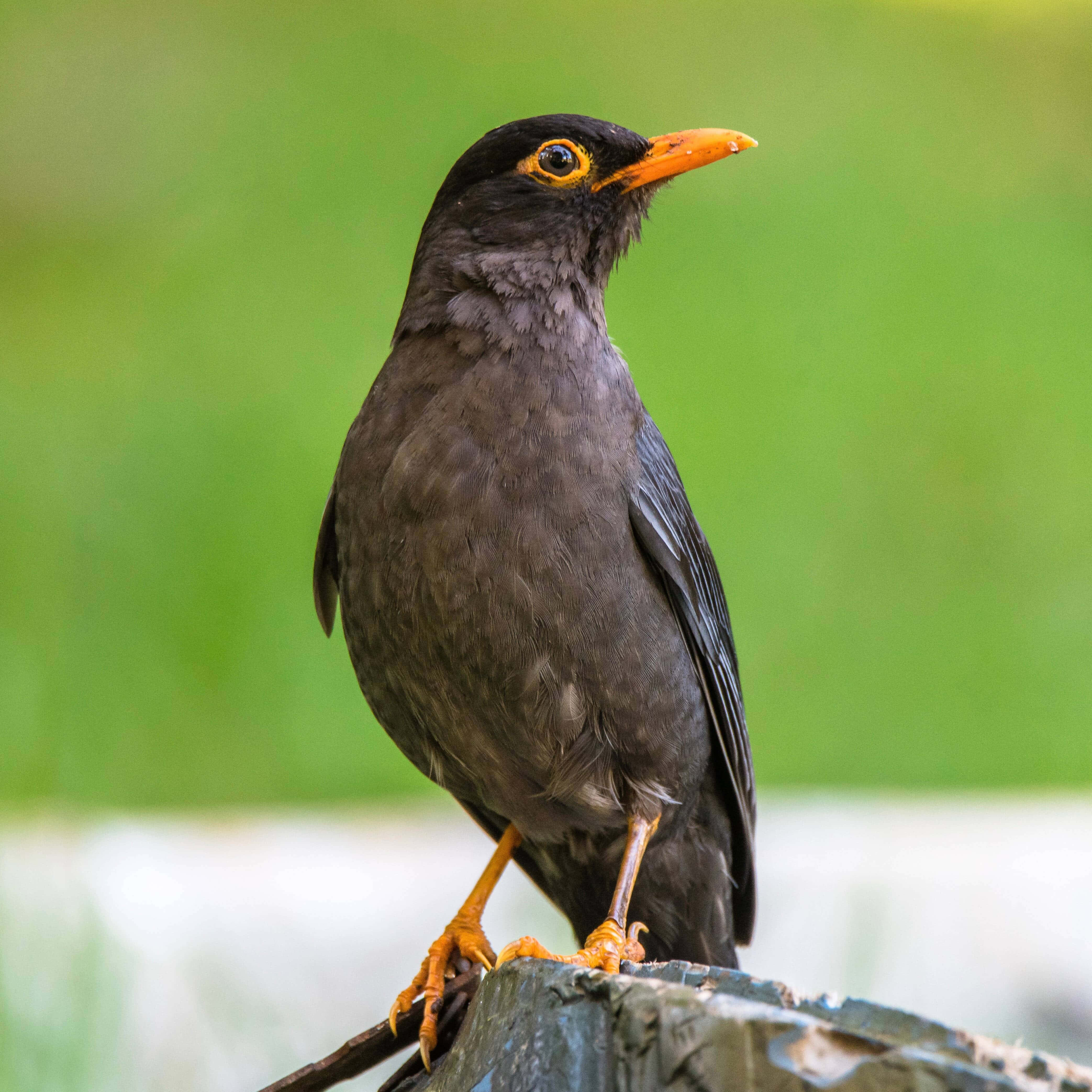 blackbird, mossy stone, bright orange beak, 4K Desktop Wallpaper