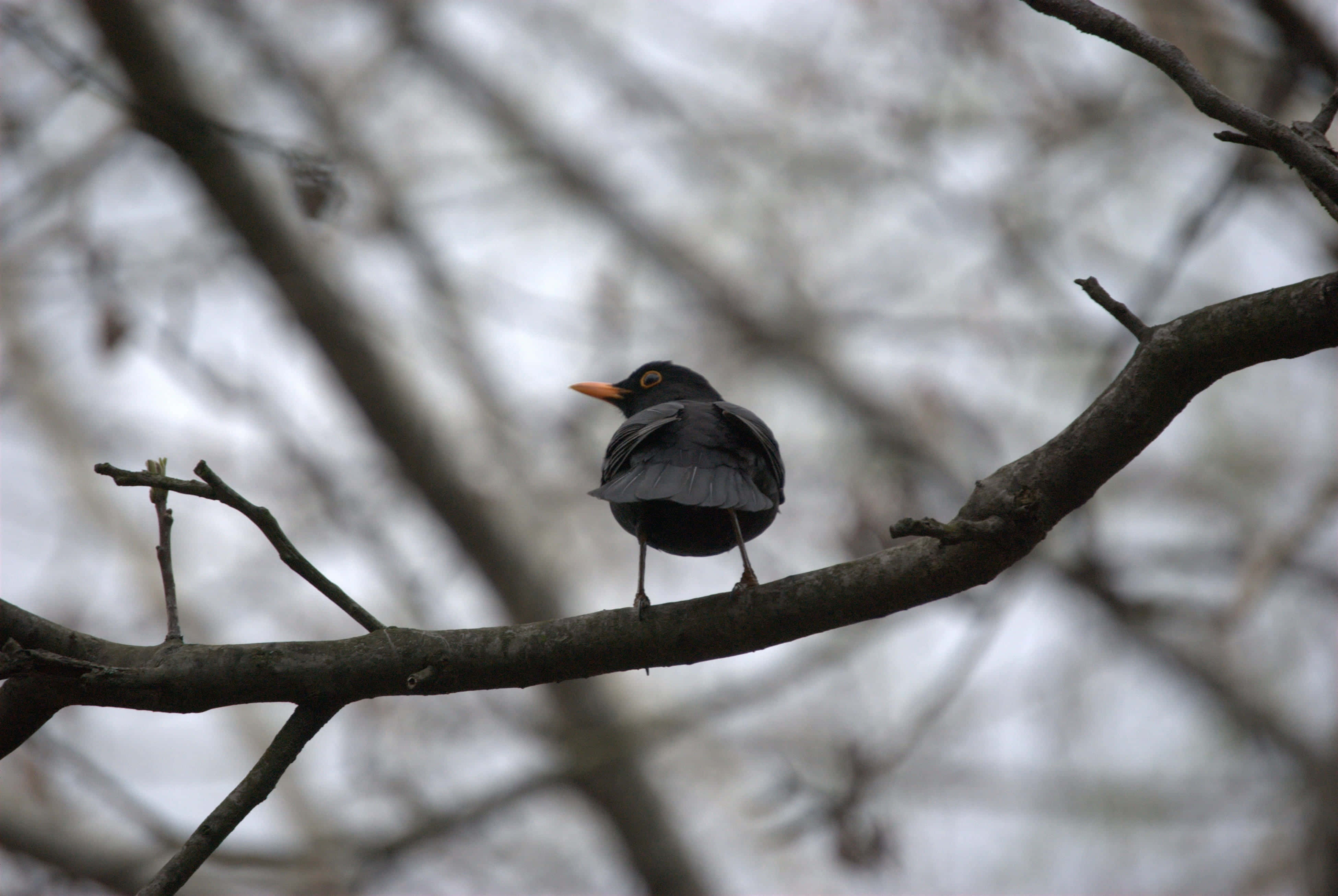 Common Blackbird, orange beak, bare tree branch, 4K Desktop Wallpaper