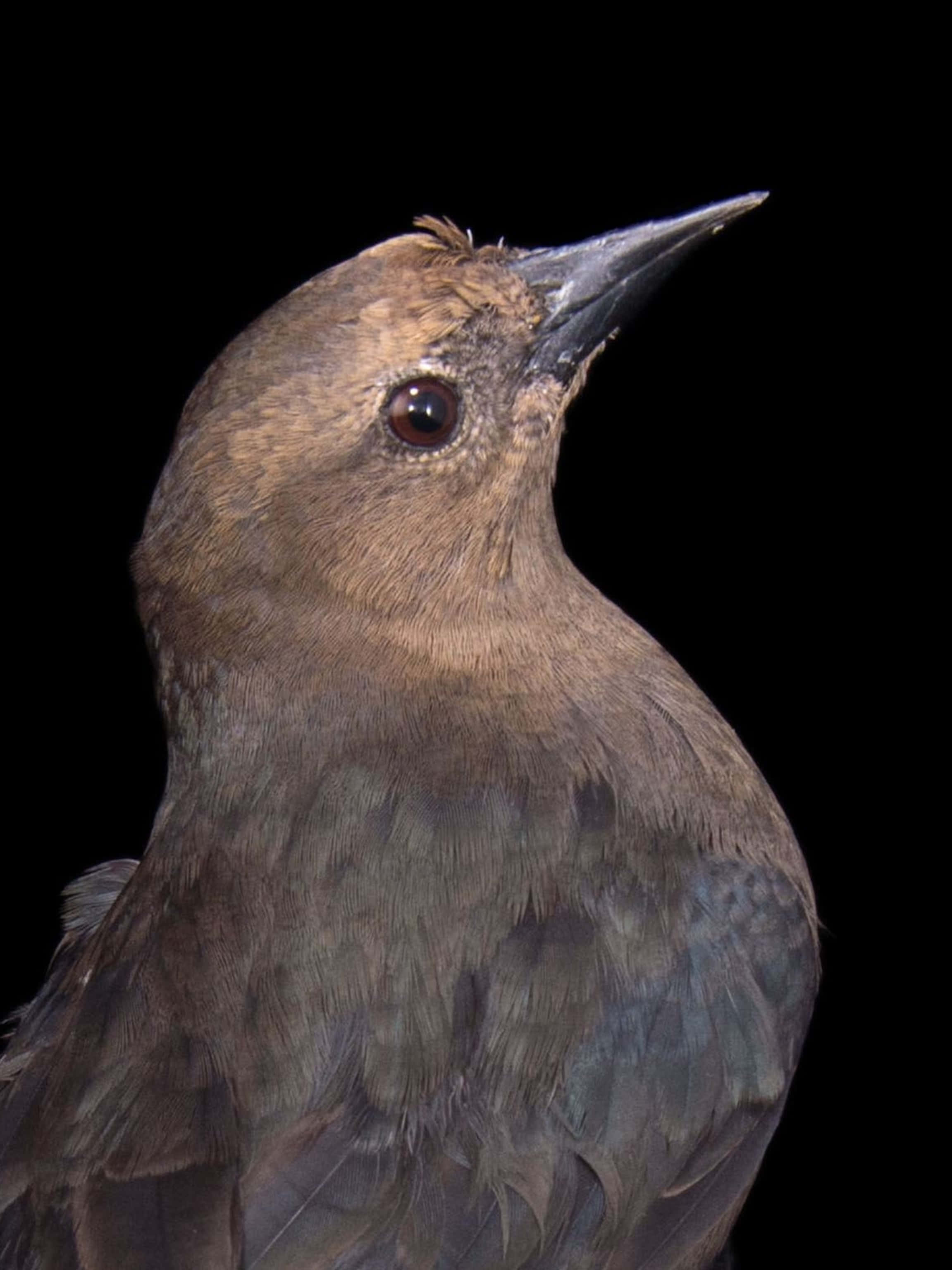 Blackbird, brown bird, sharp black beak, 2K Phone Wallpaper