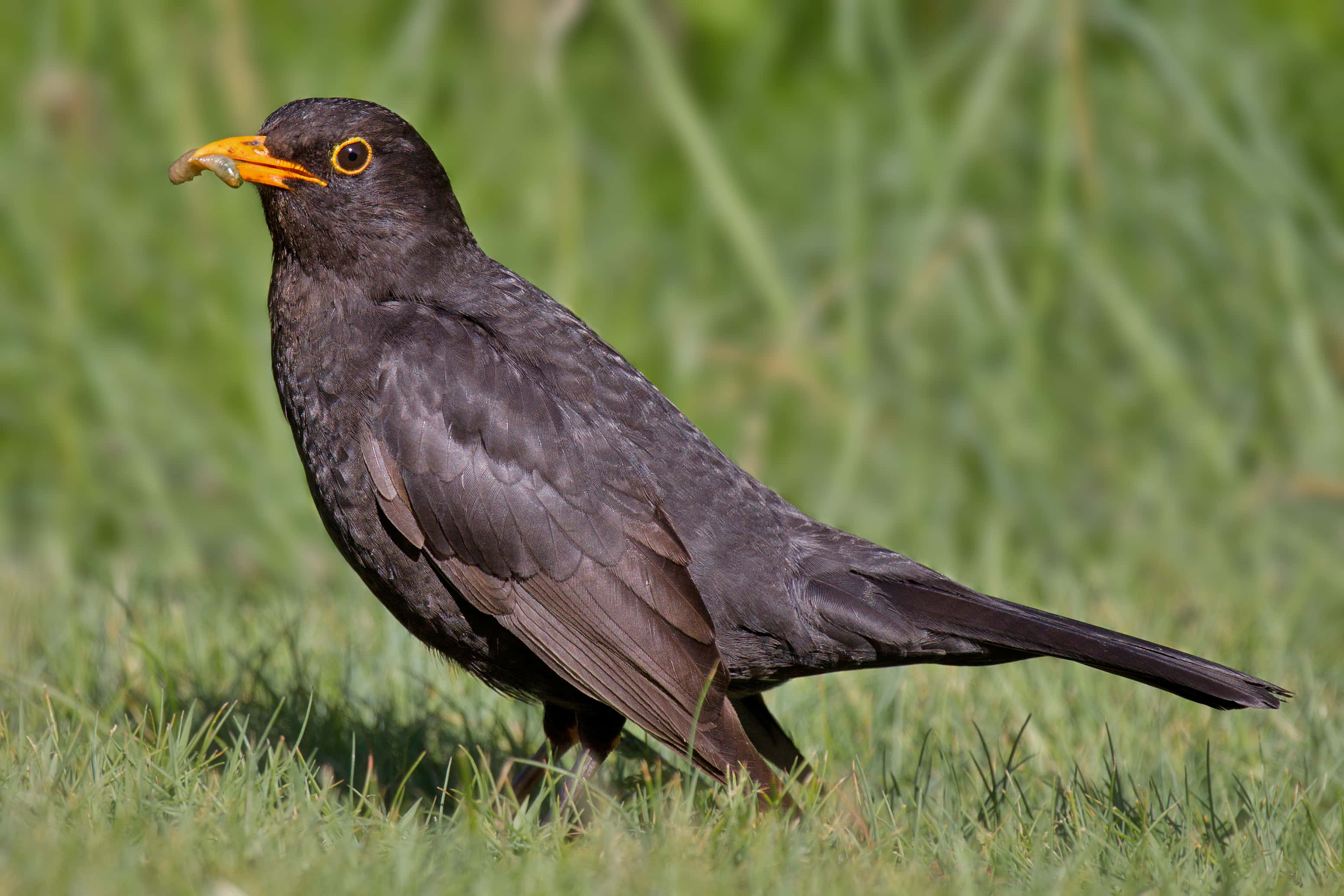 Blackbird, bright orange beak, worm, 2K Desktop Wallpaper