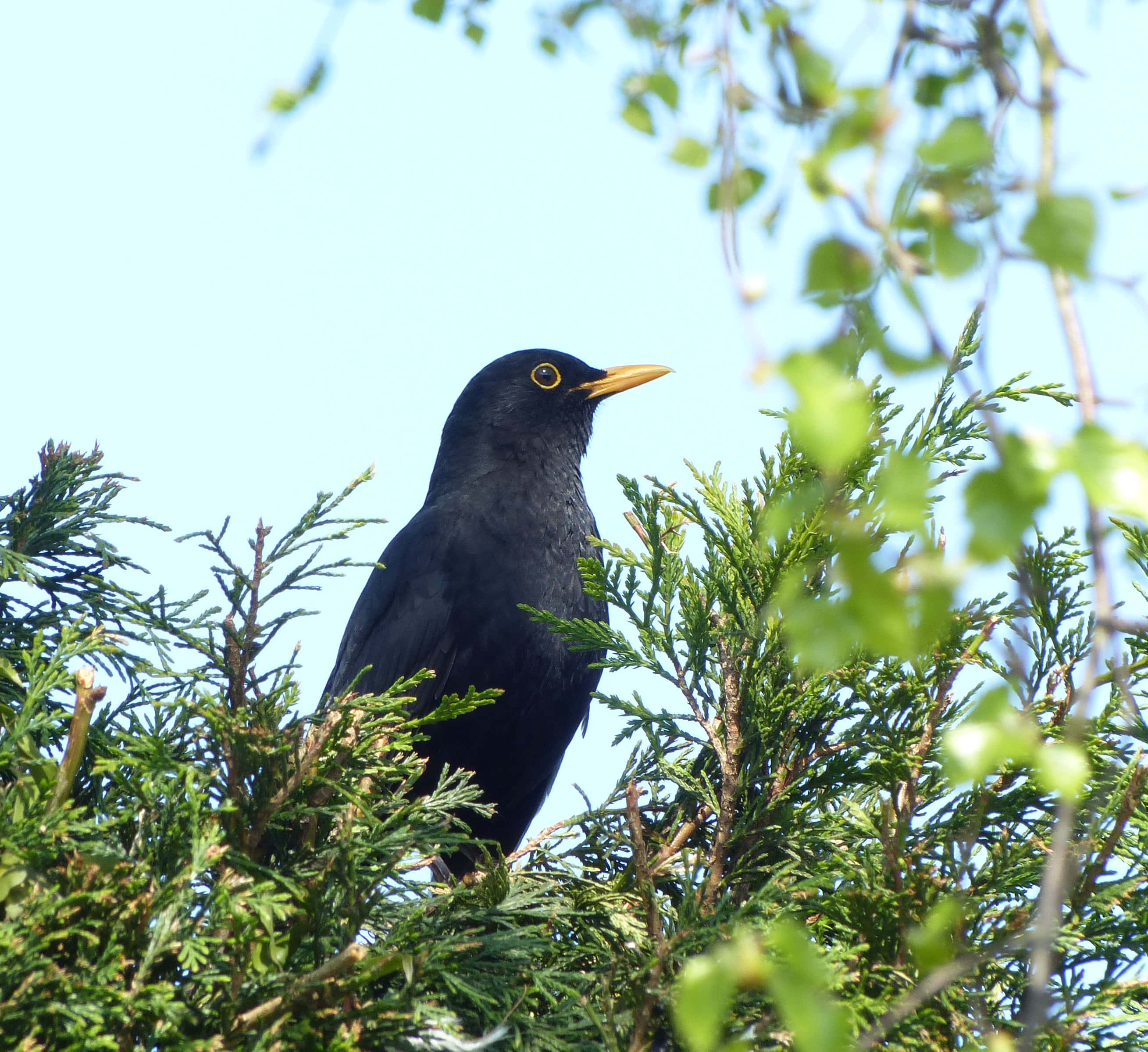 Blackbird, glossy black, bright yellow beak, 2K Desktop Wallpaper