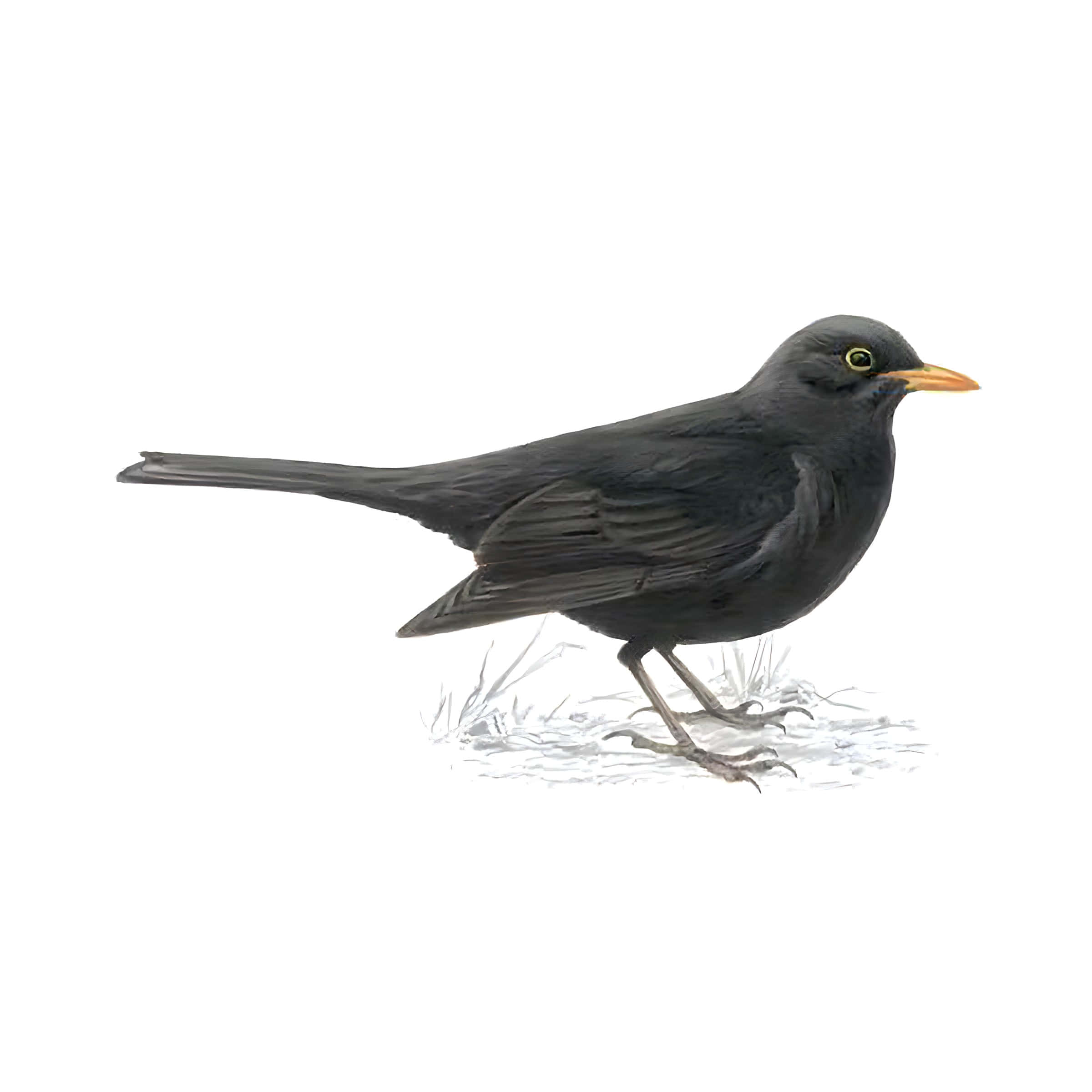 Blackbird, snowy ground, bright orange beak, Full HD Desktop Wallpaper