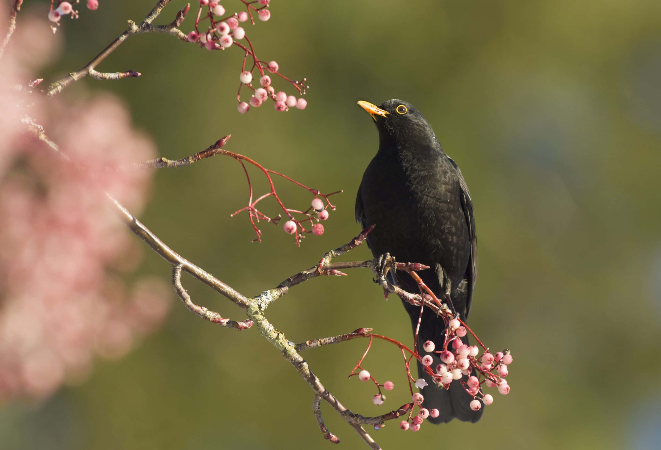 Blackbird, berry branch, pink berries, 2K Desktop Wallpaper
